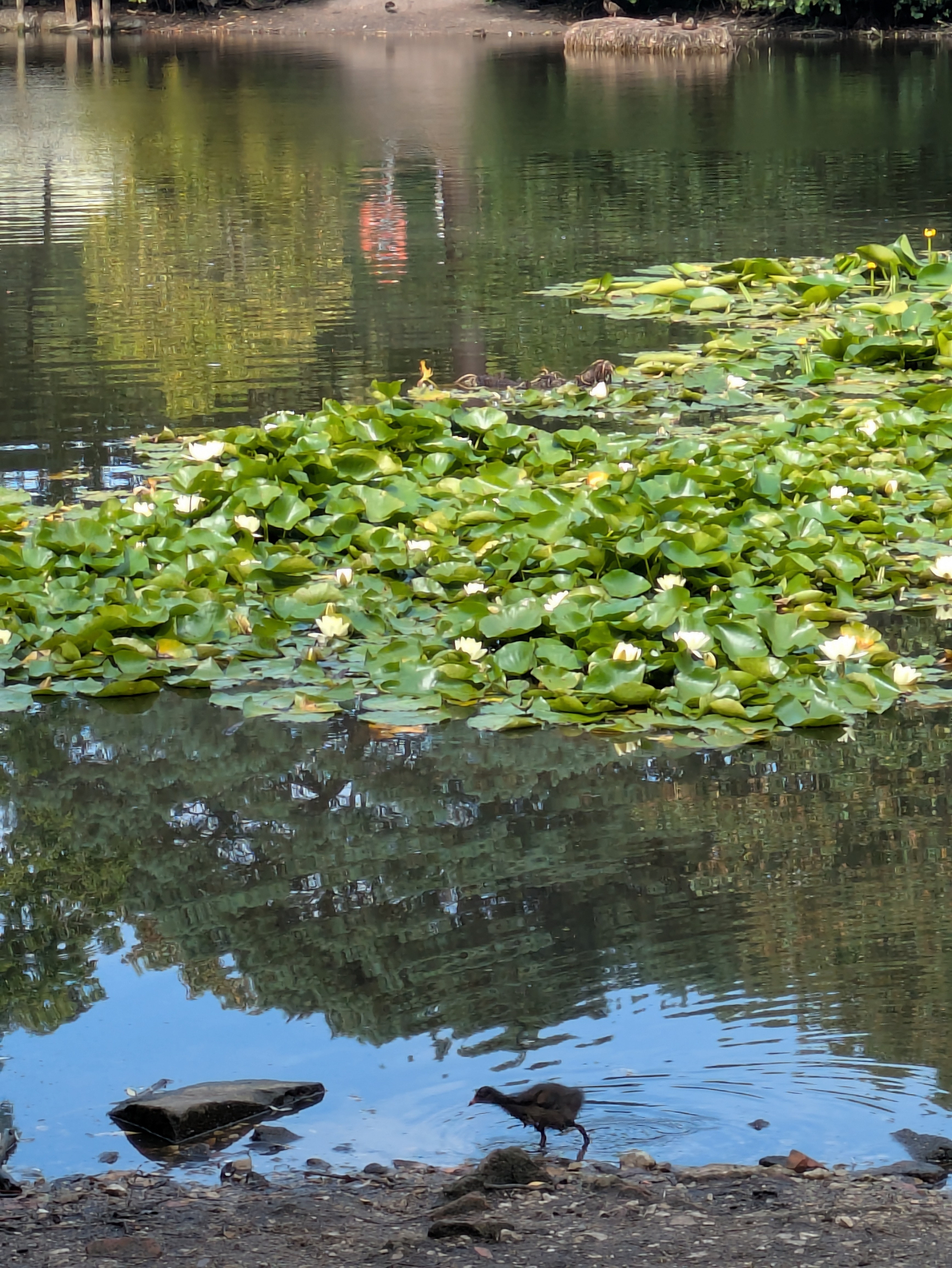 A serene pond with lily pads and flowers is accompanied by a moorhen walking near the water's edge.