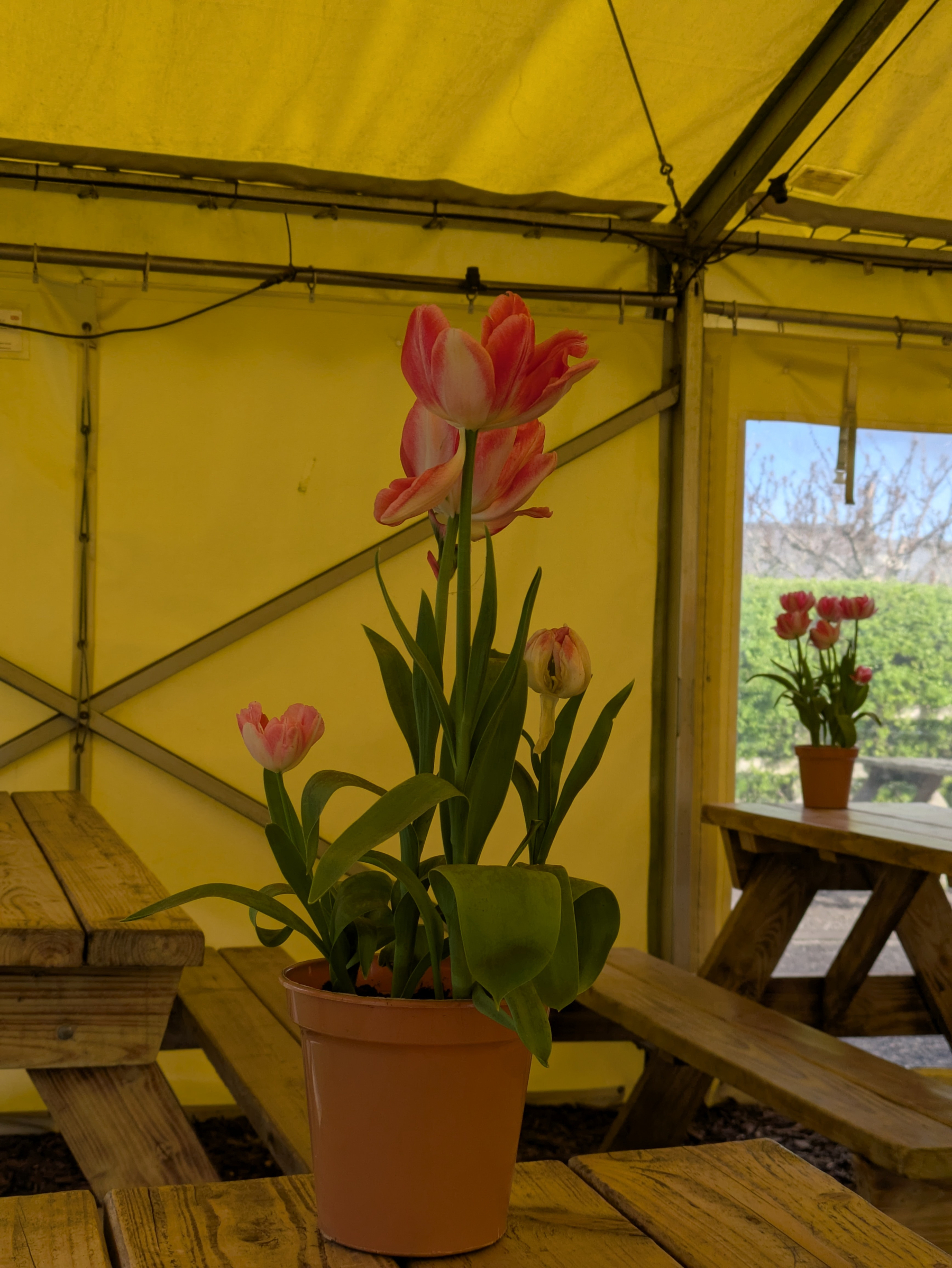 A pot with blooming pink tulips is placed on a wooden picnic table inside a yellow tent.