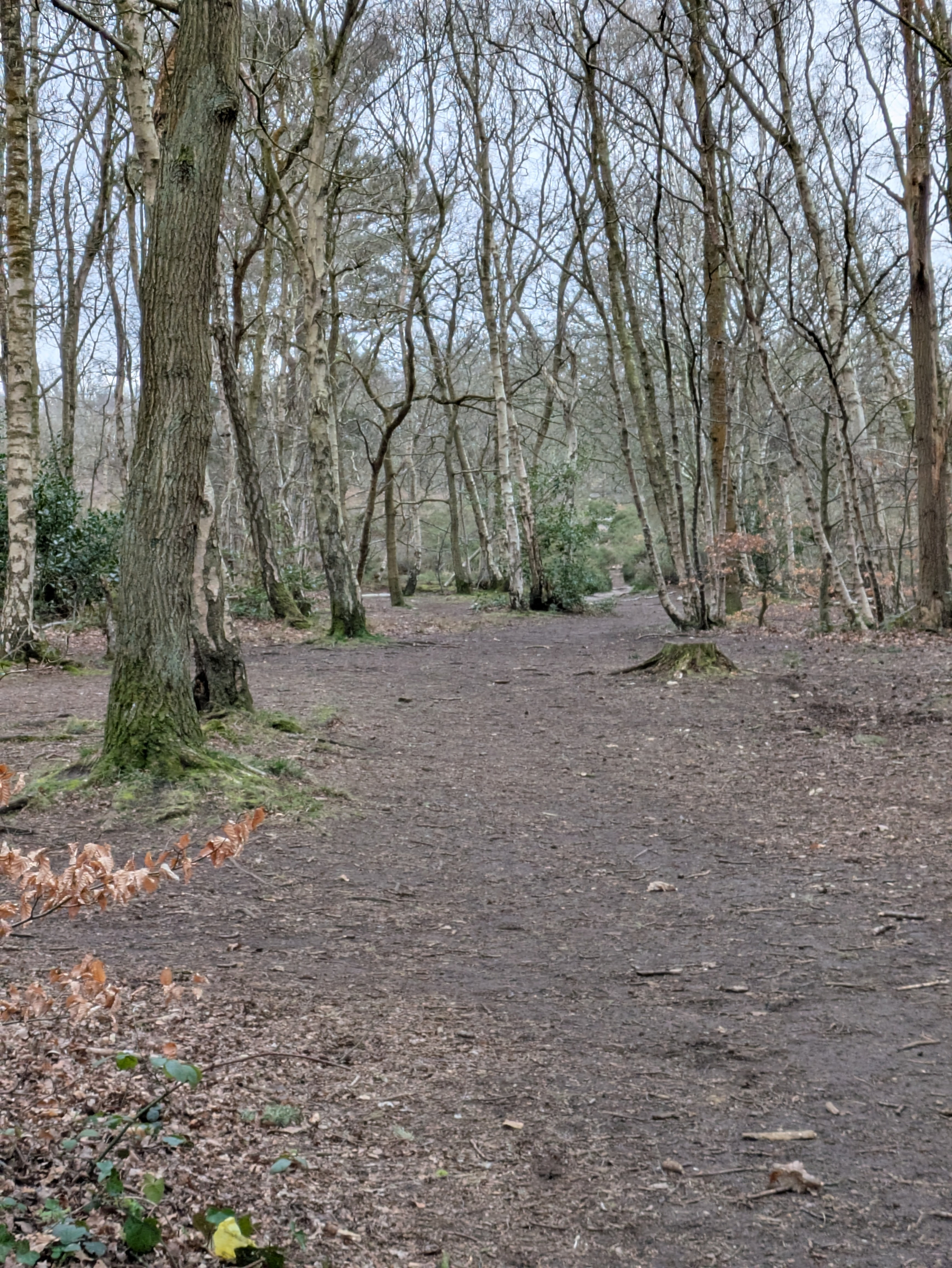 A wooded path winds through a leafless forest with scattered patches of undergrowth.
