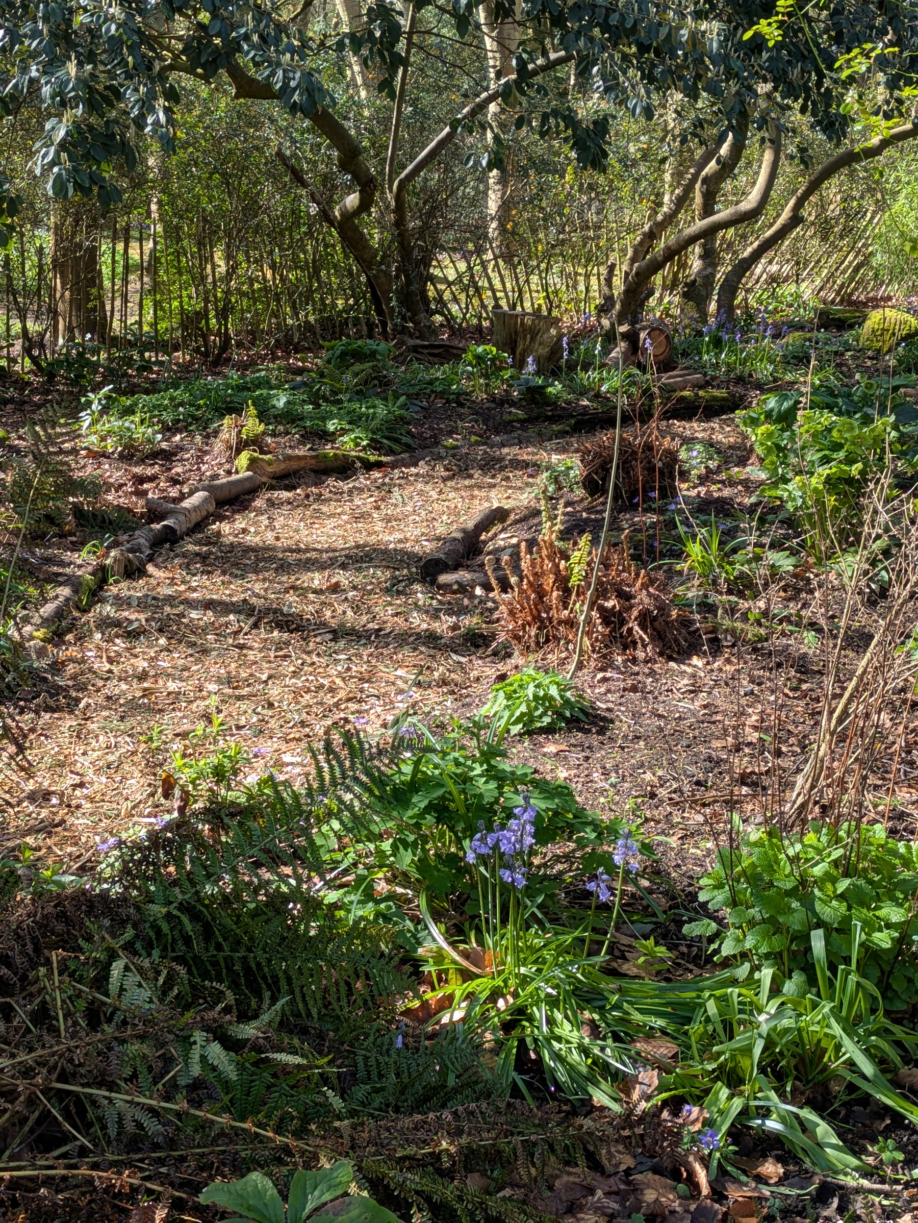 A garden path is surrounded by a variety of lush green plants and trees, with patches of sunlight filtering through the foliage.