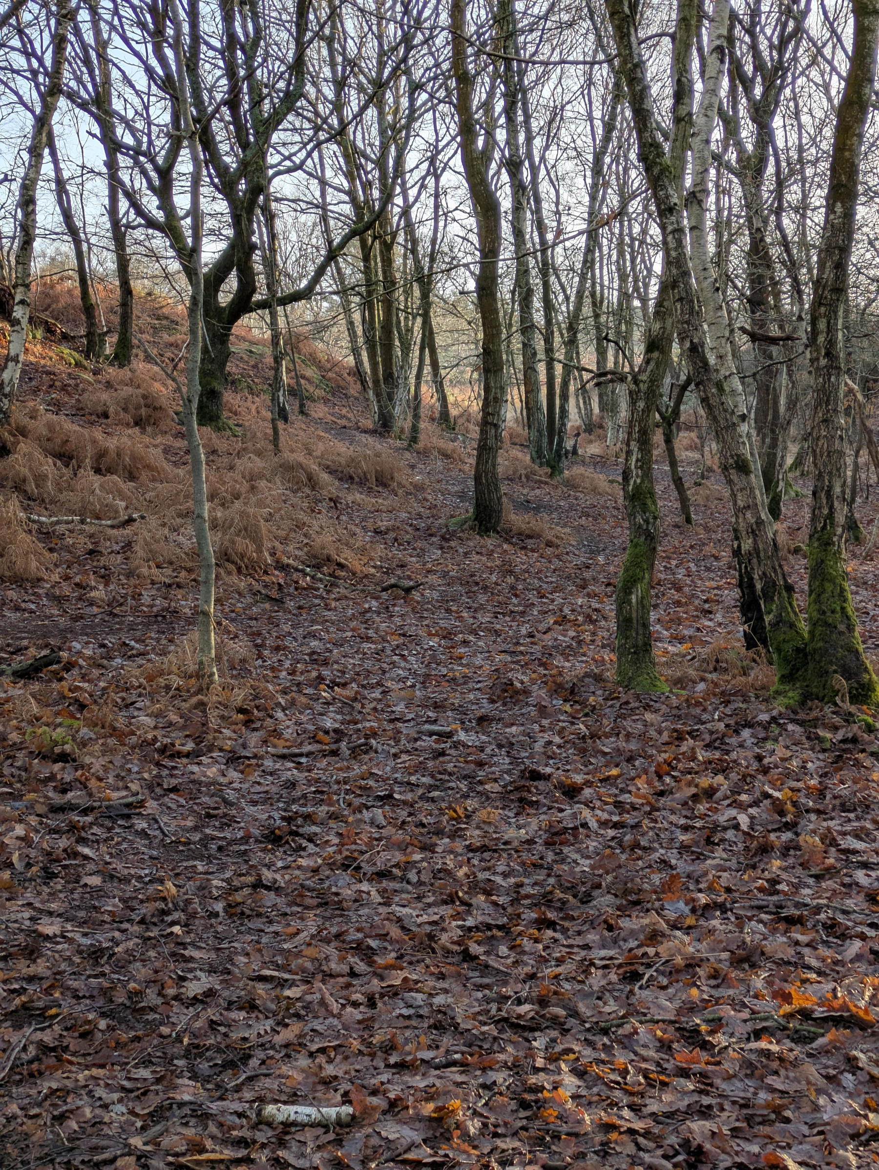 A forest path is covered with fallen leaves and surrounded by tall, bare trees.