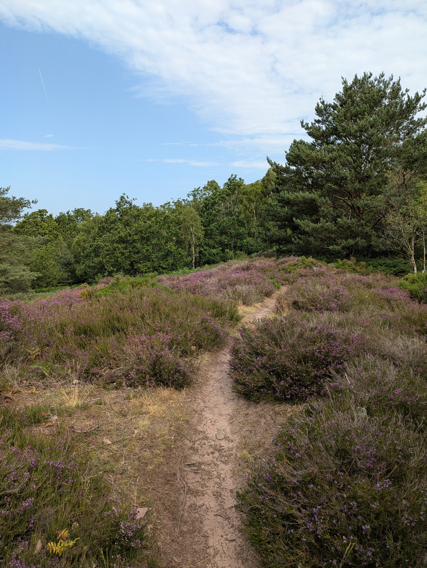 A narrow dirt path winds through a field of purple heather surrounded by green trees under a partly cloudy sky.