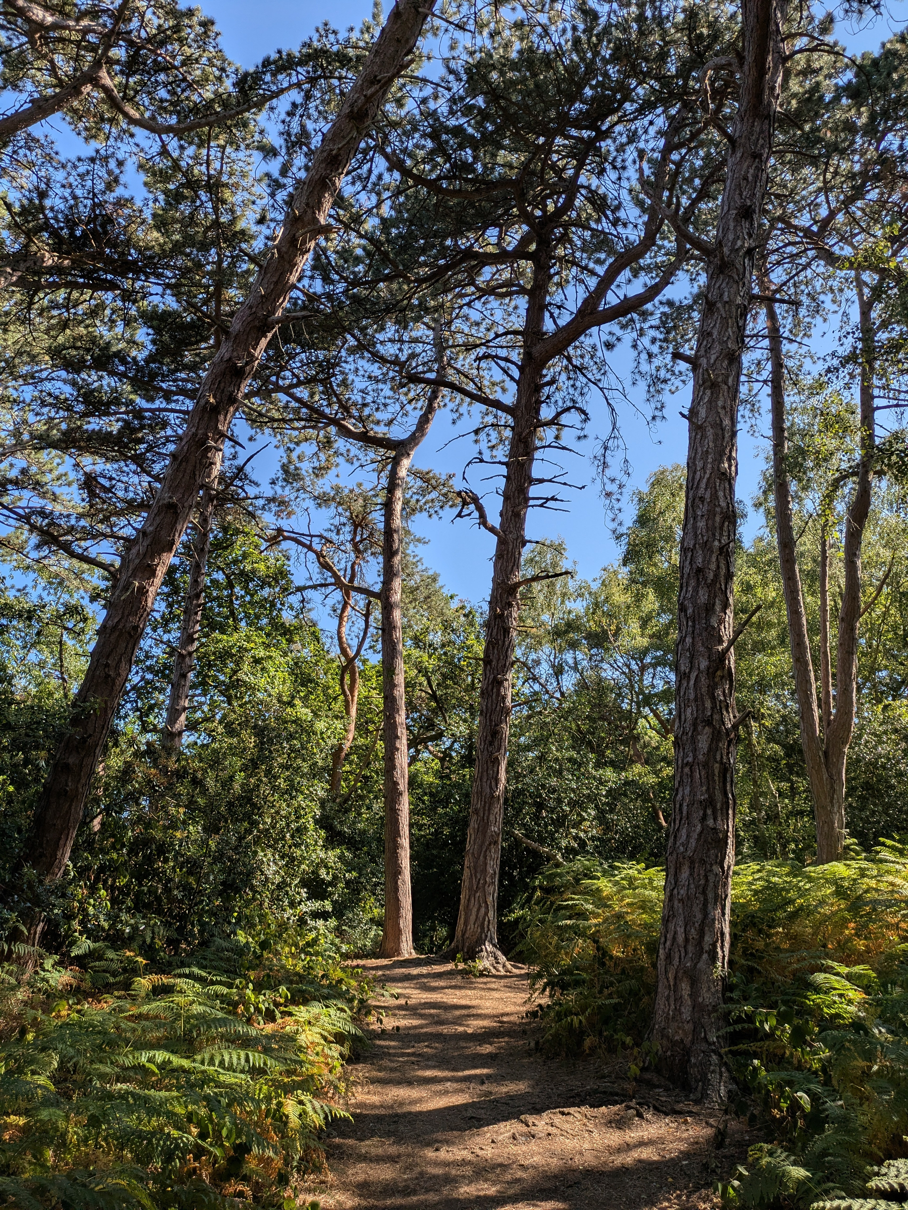 A sunlit dirt path winds through a forest filled with tall trees and dense green foliage under a clear blue sky.