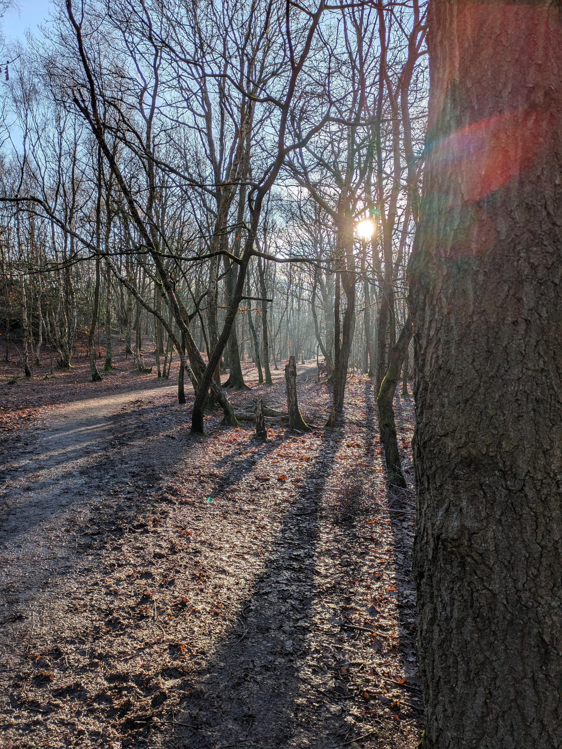 Sunlight filters through the bare trees of a tranquil forest, casting long shadows on the ground.