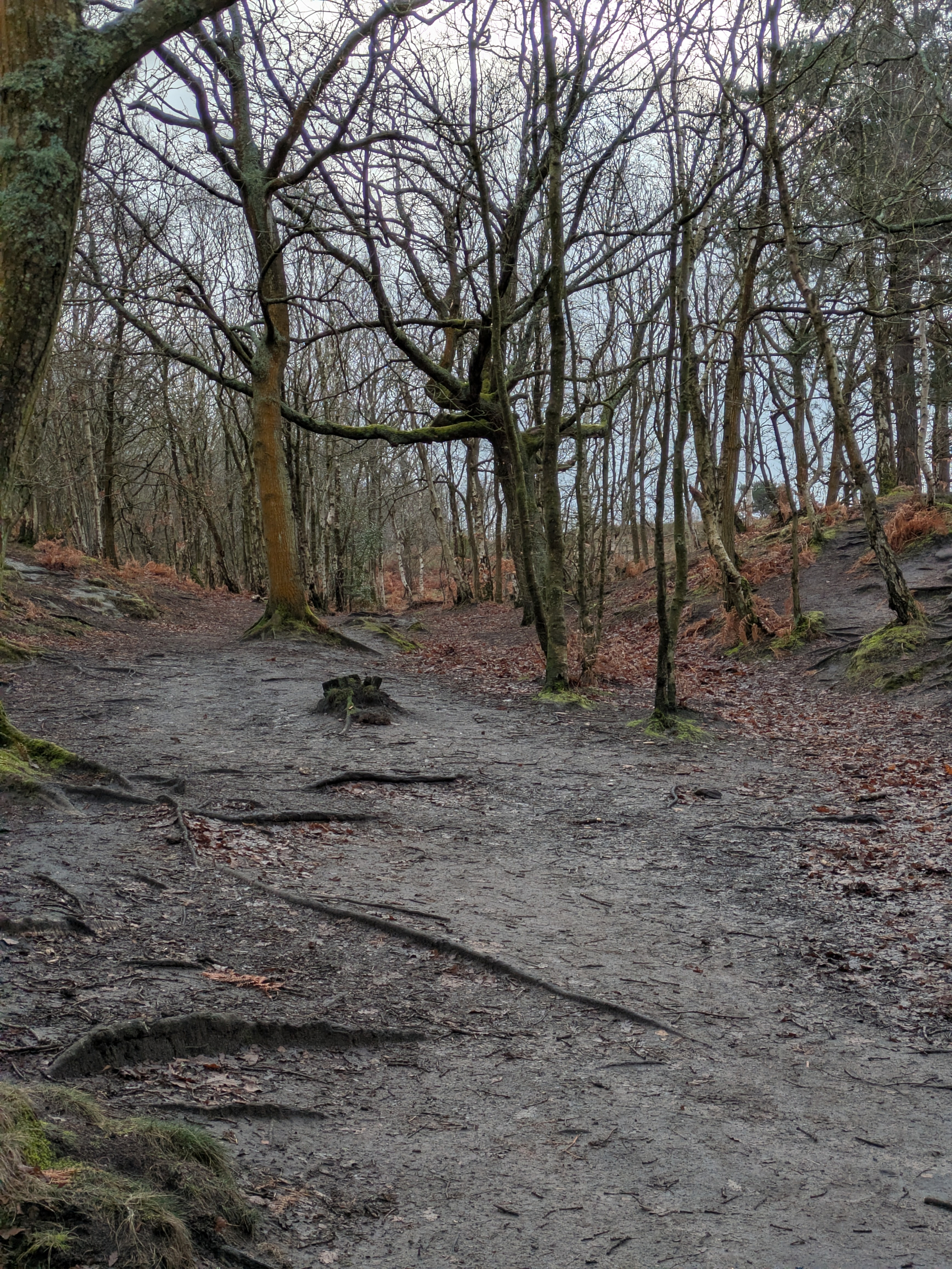 A forest path winds through a woodland with bare trees and scattered leaves on the ground.