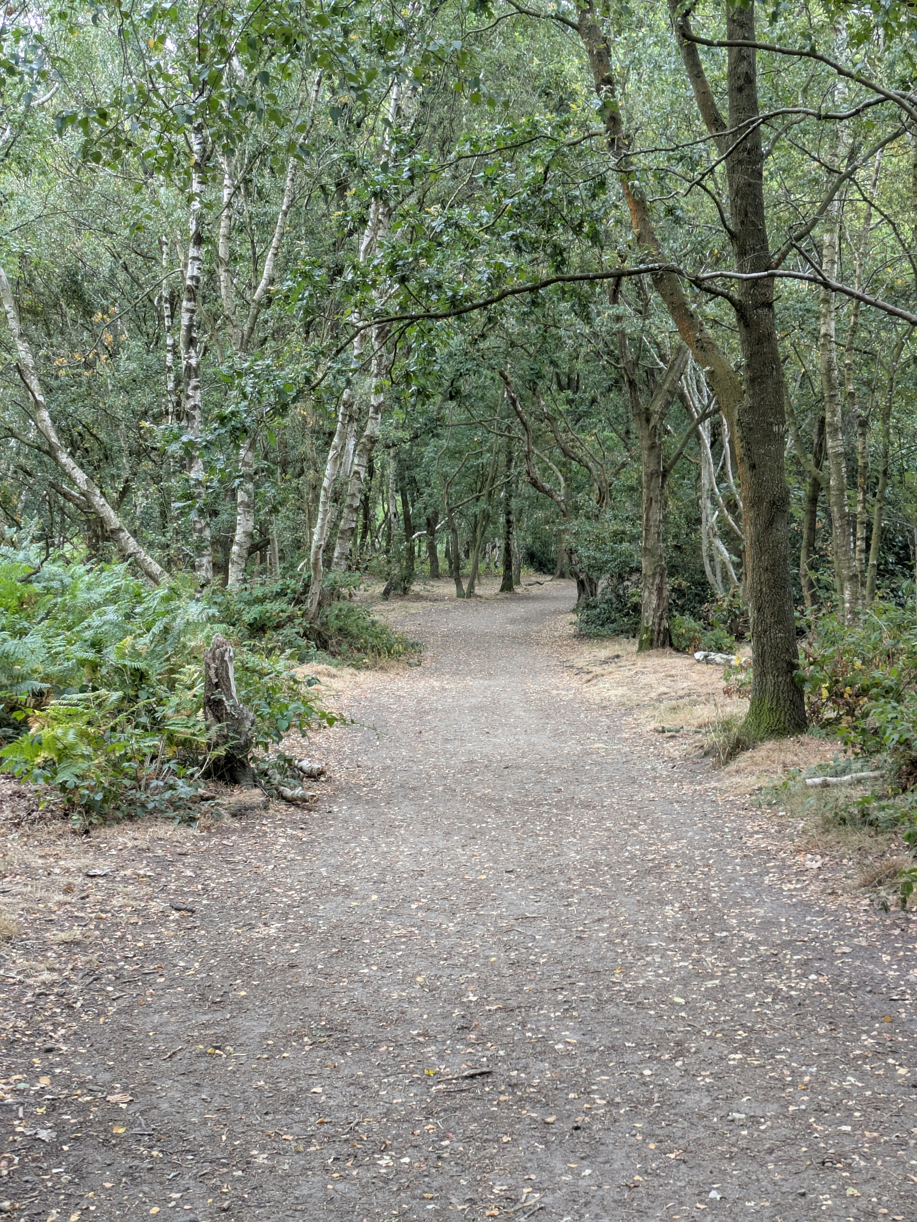 A dirt path winds through a dense forest with tall trees and green foliage.