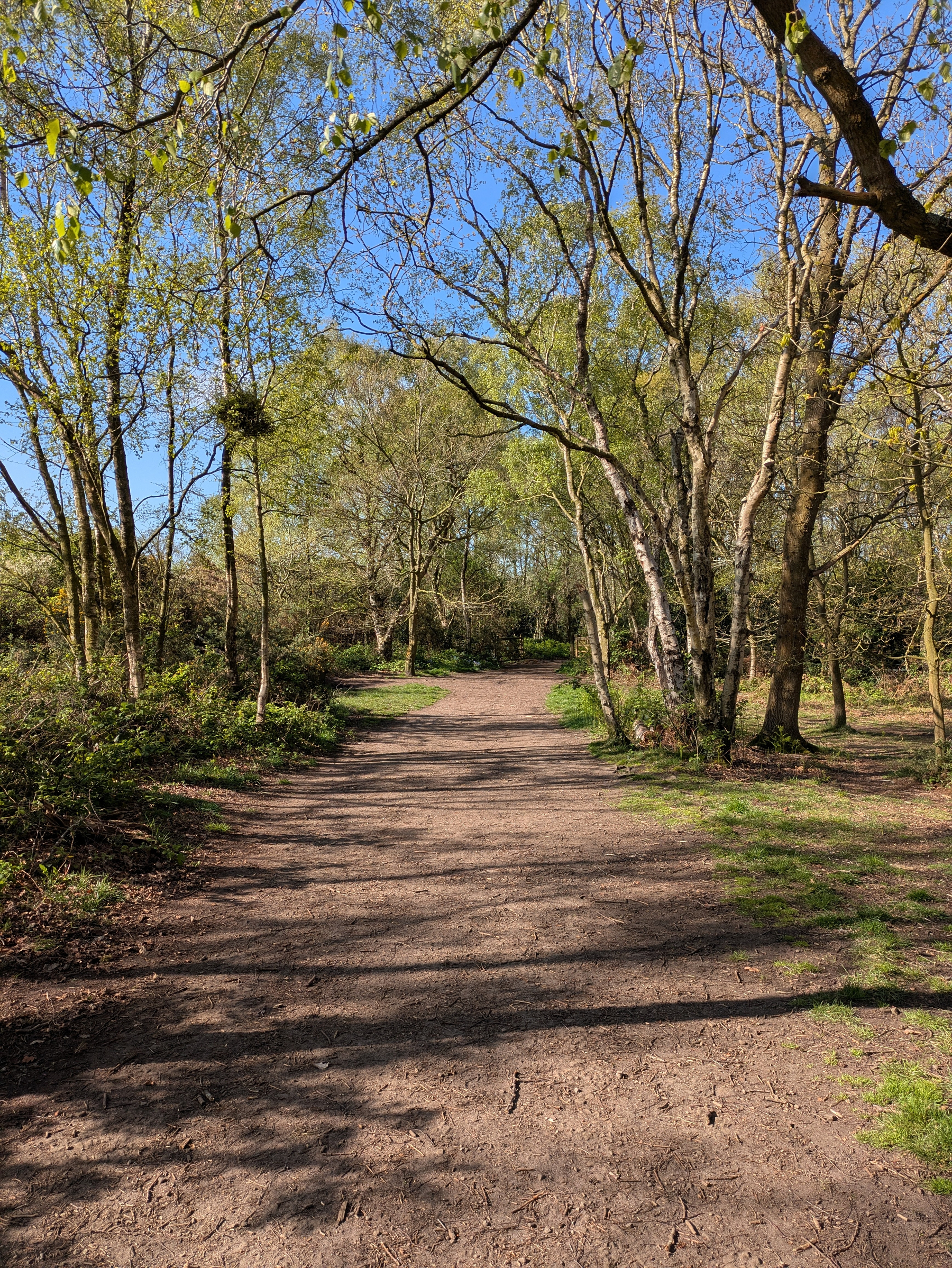 A dirt path winds through a sunlit forest with tall, leafy trees on a clear day.