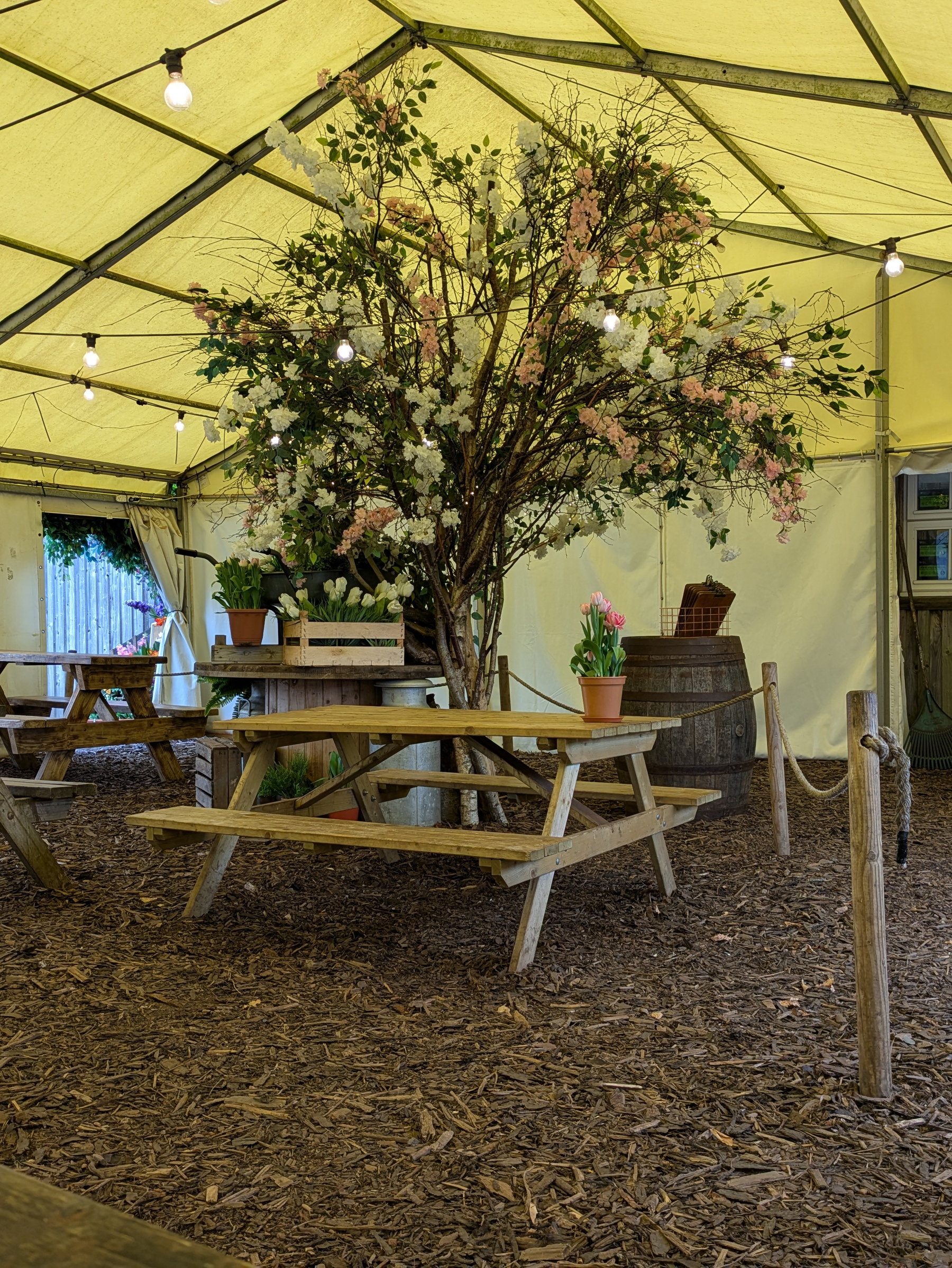 A rustic outdoor tent features a picnic table with potted plants and a large blooming tree under a canopy of string lights.