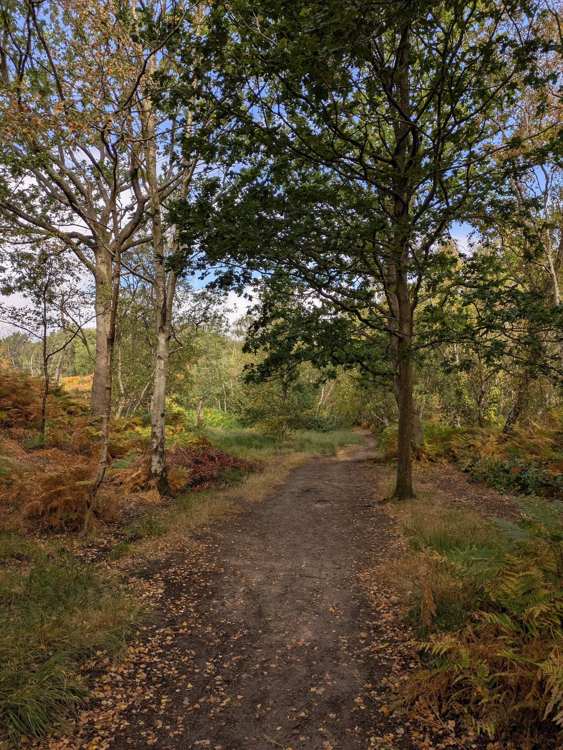 A dirt path winds through a forest with green and brown foliage under a partly cloudy sky.