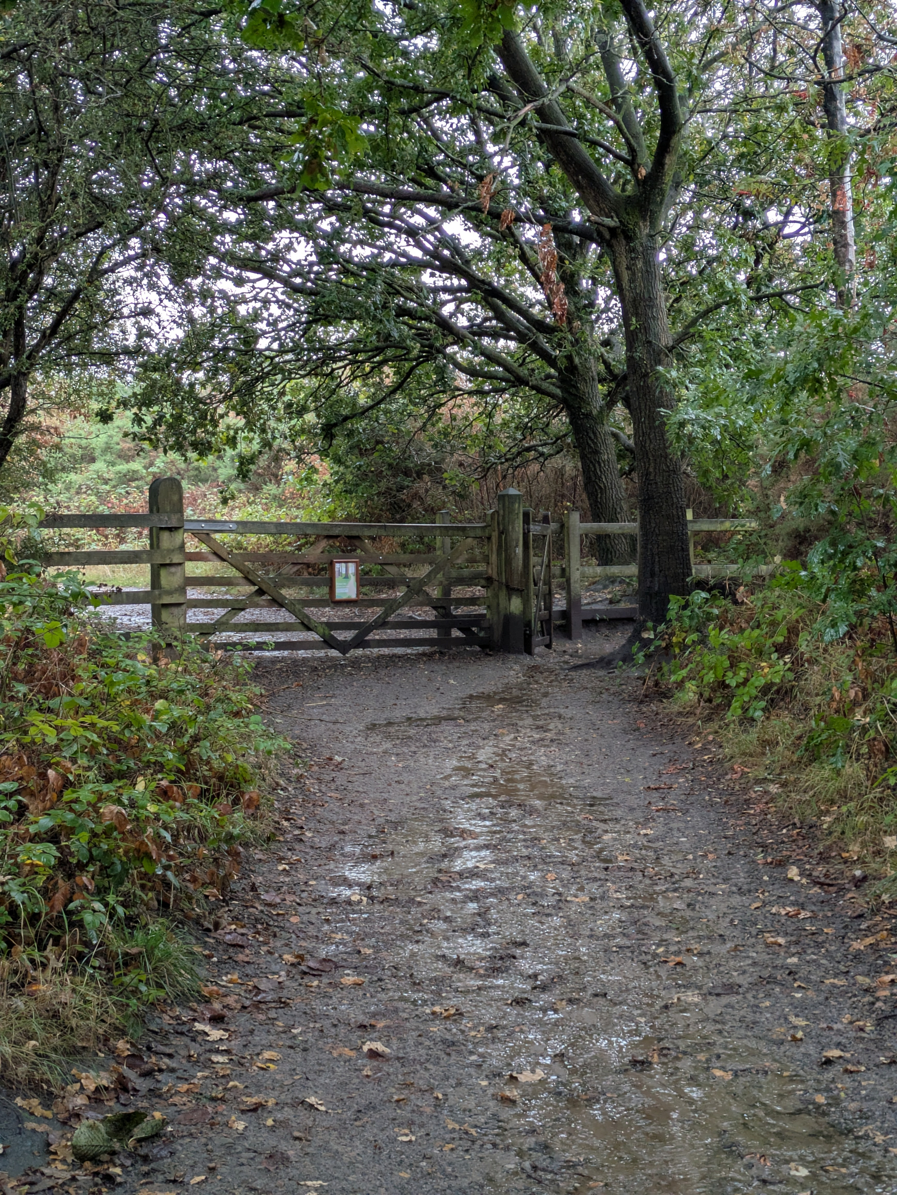 A muddy dirt path leads to a wooden gate under a large tree with green foliage in a natural, wooded area.