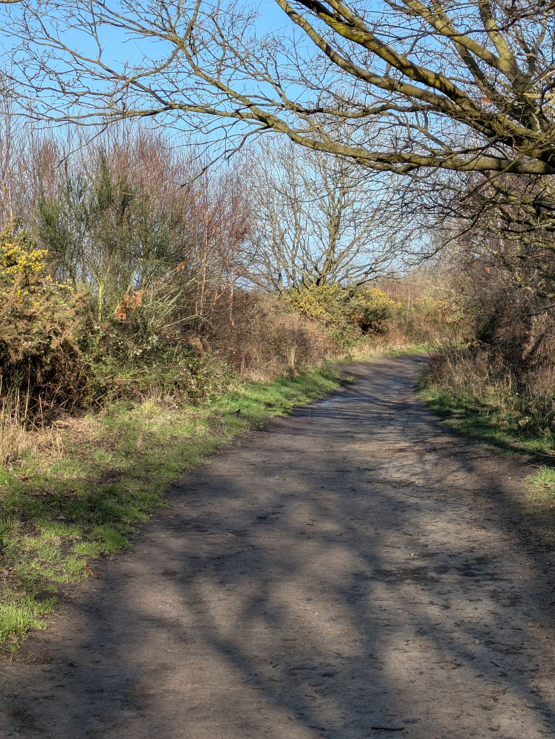 A dirt path winds through a leafless, tree-lined area under a clear blue sky.