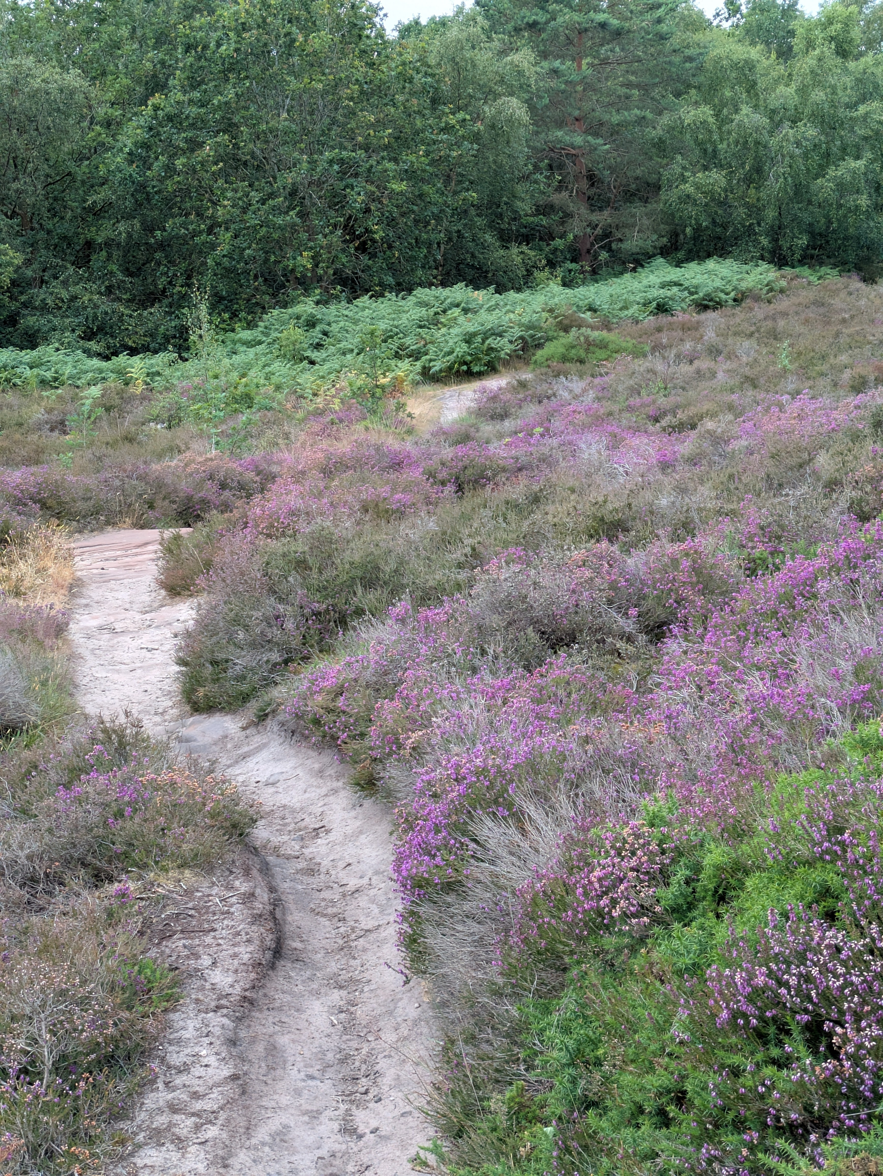 A winding dirt path runs through a field of purple heather with dense green trees in the background.