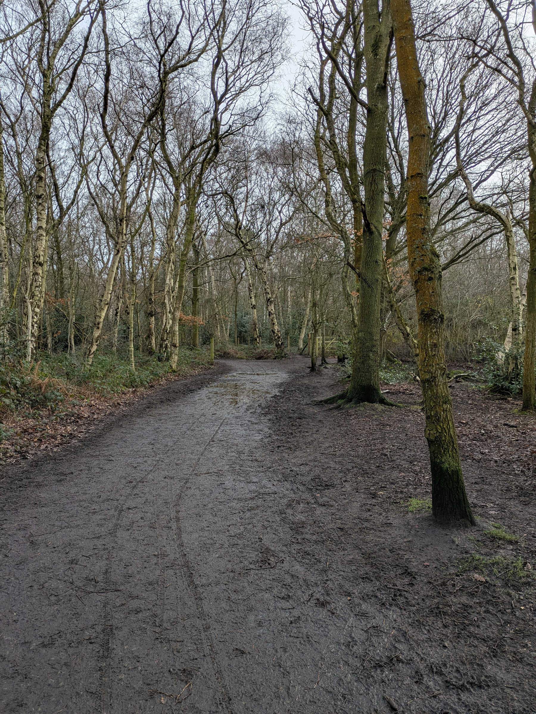 A muddy path winds through a leafless, wooded forest area.