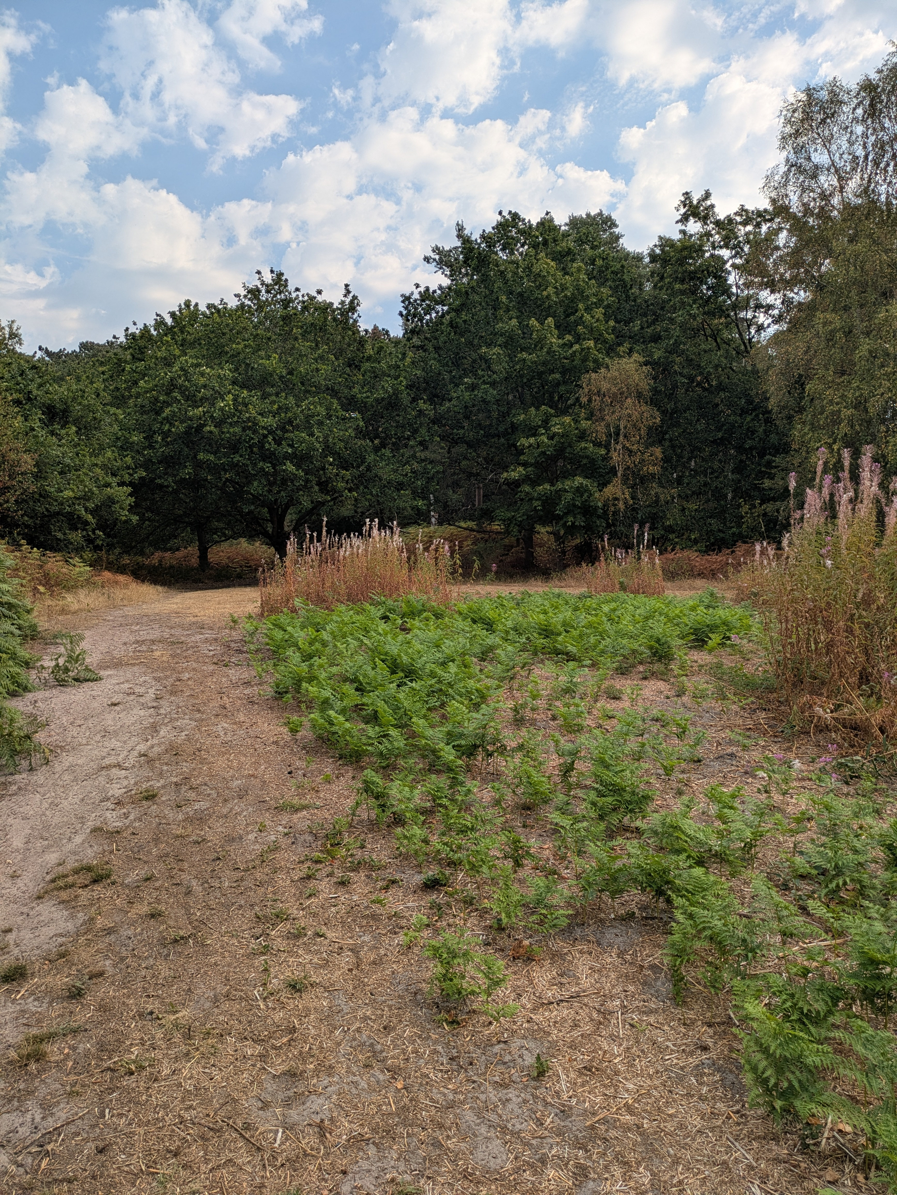 A dirt path winds through a grassy area with scattered wild plants and trees under a partly cloudy sky.