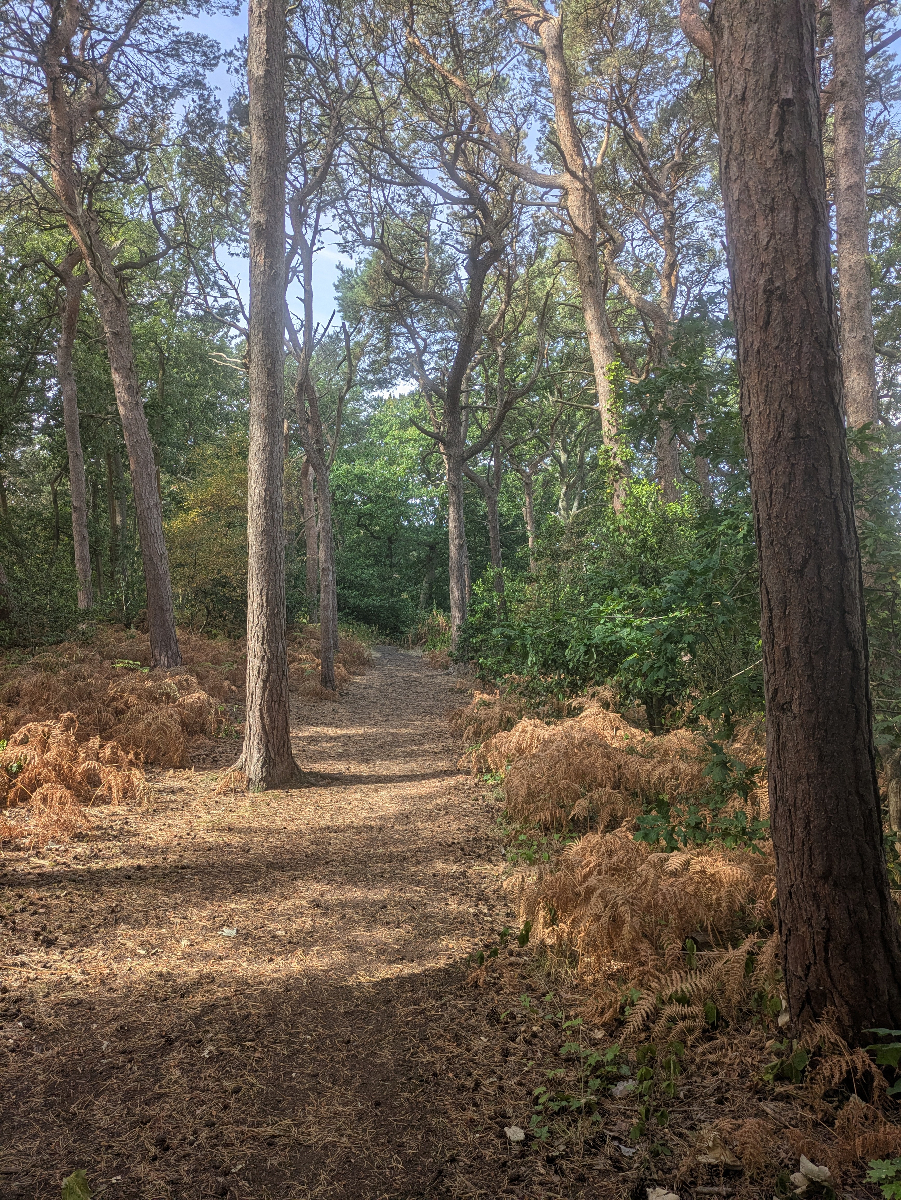 A sunlit dirt path winds through a forest with tall trees and dry ferns.