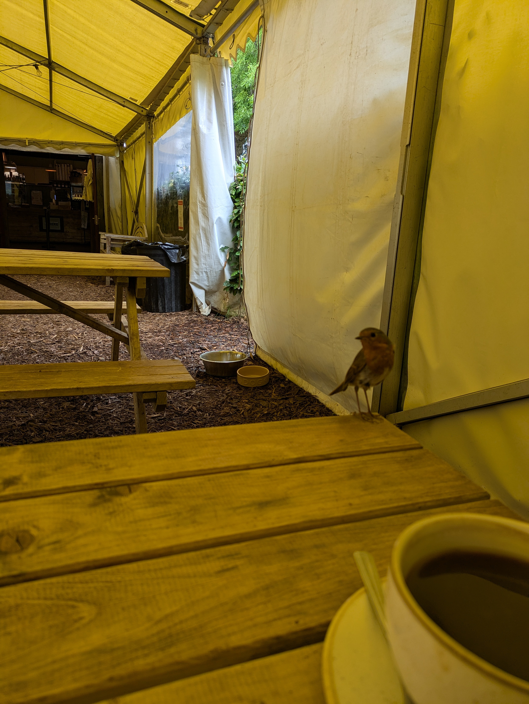 A small bird perches on a wooden table in an outdoor tented area with a cup of coffee in the foreground.