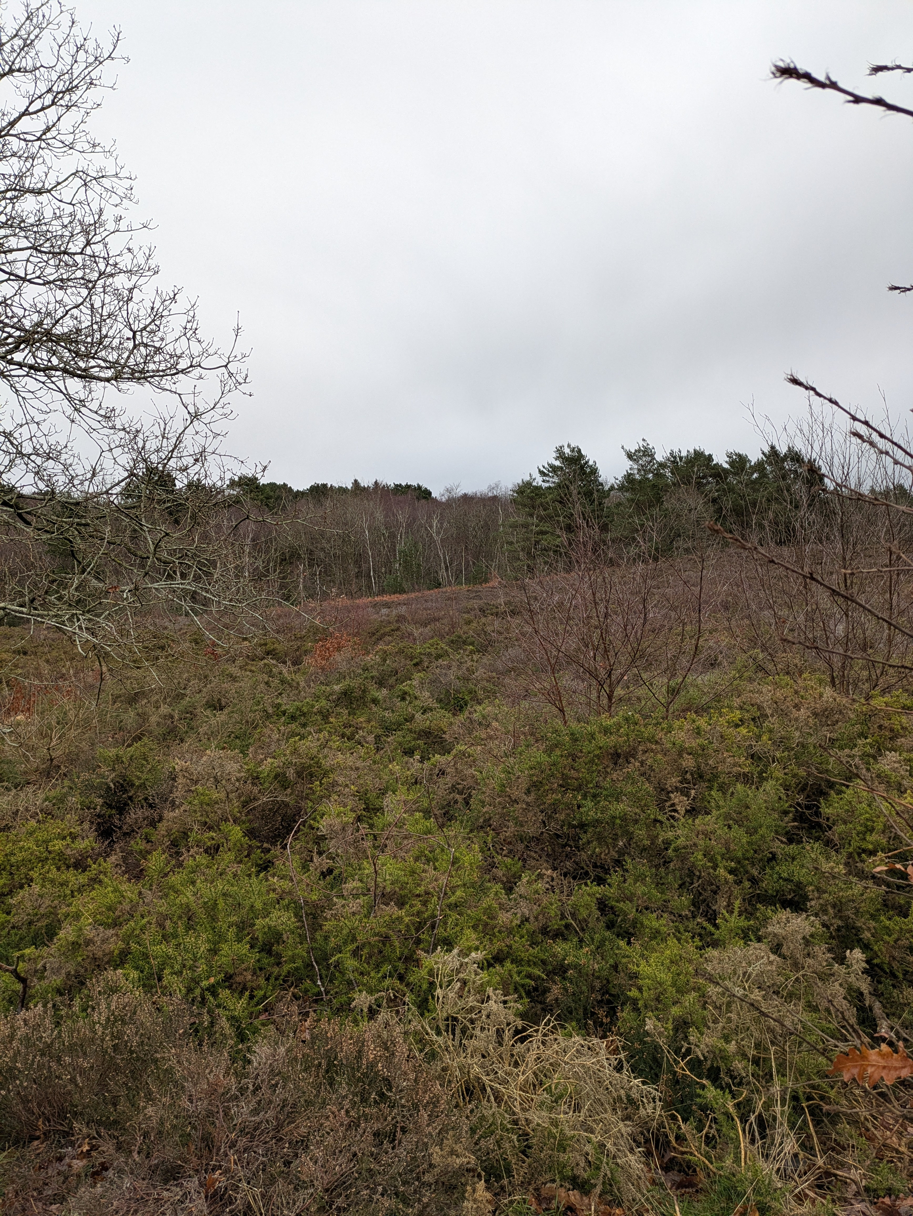 A landscape features a mix of grass, bushes, leafless trees, and a cloudy sky.