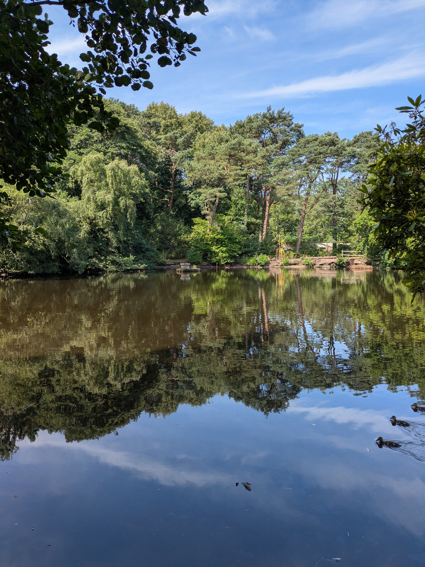A serene pond reflects the surrounding lush trees and a partly cloudy blue sky.