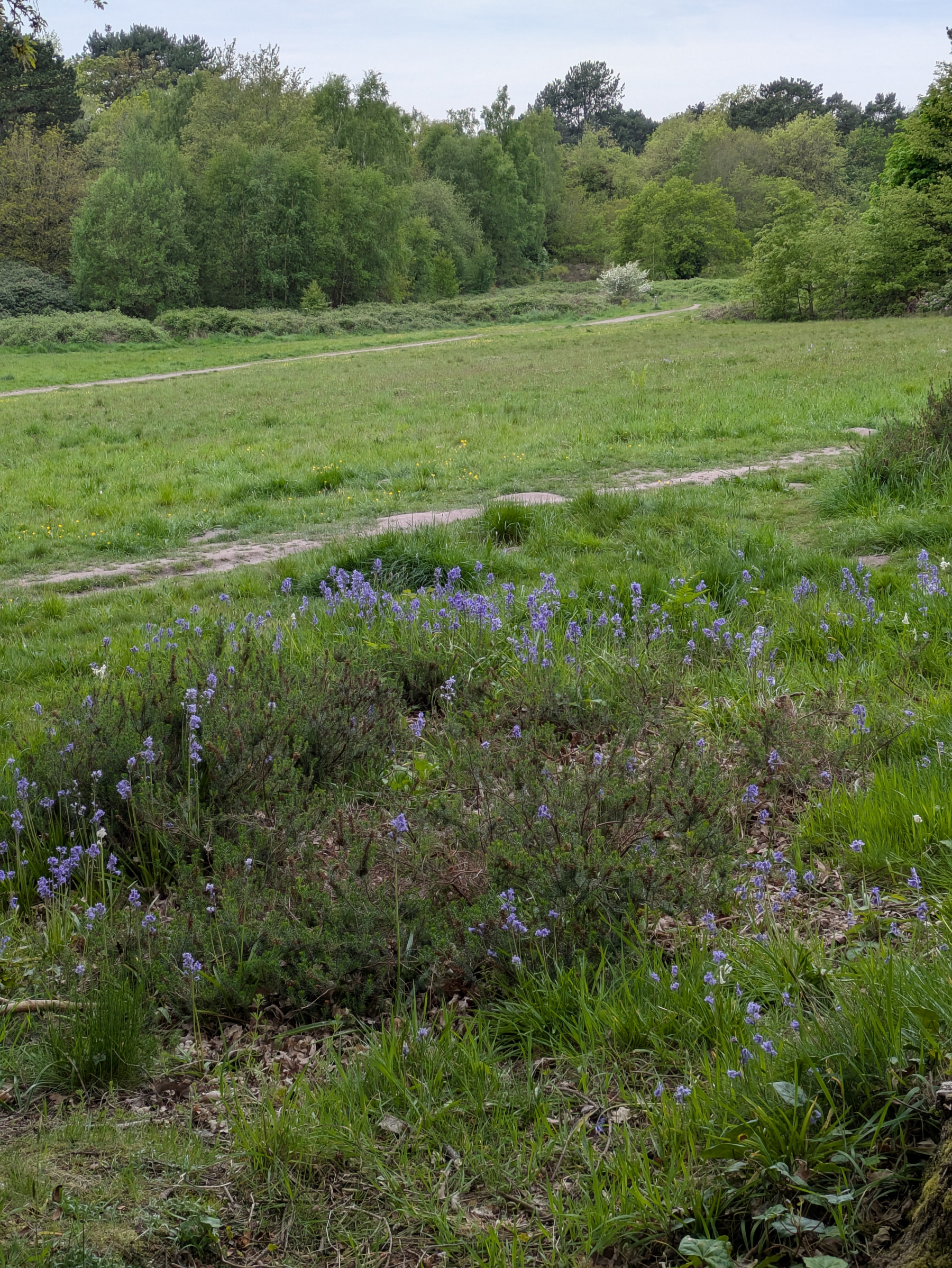 A scenic view of a grassy landscape with purple flowers and a backdrop of trees.