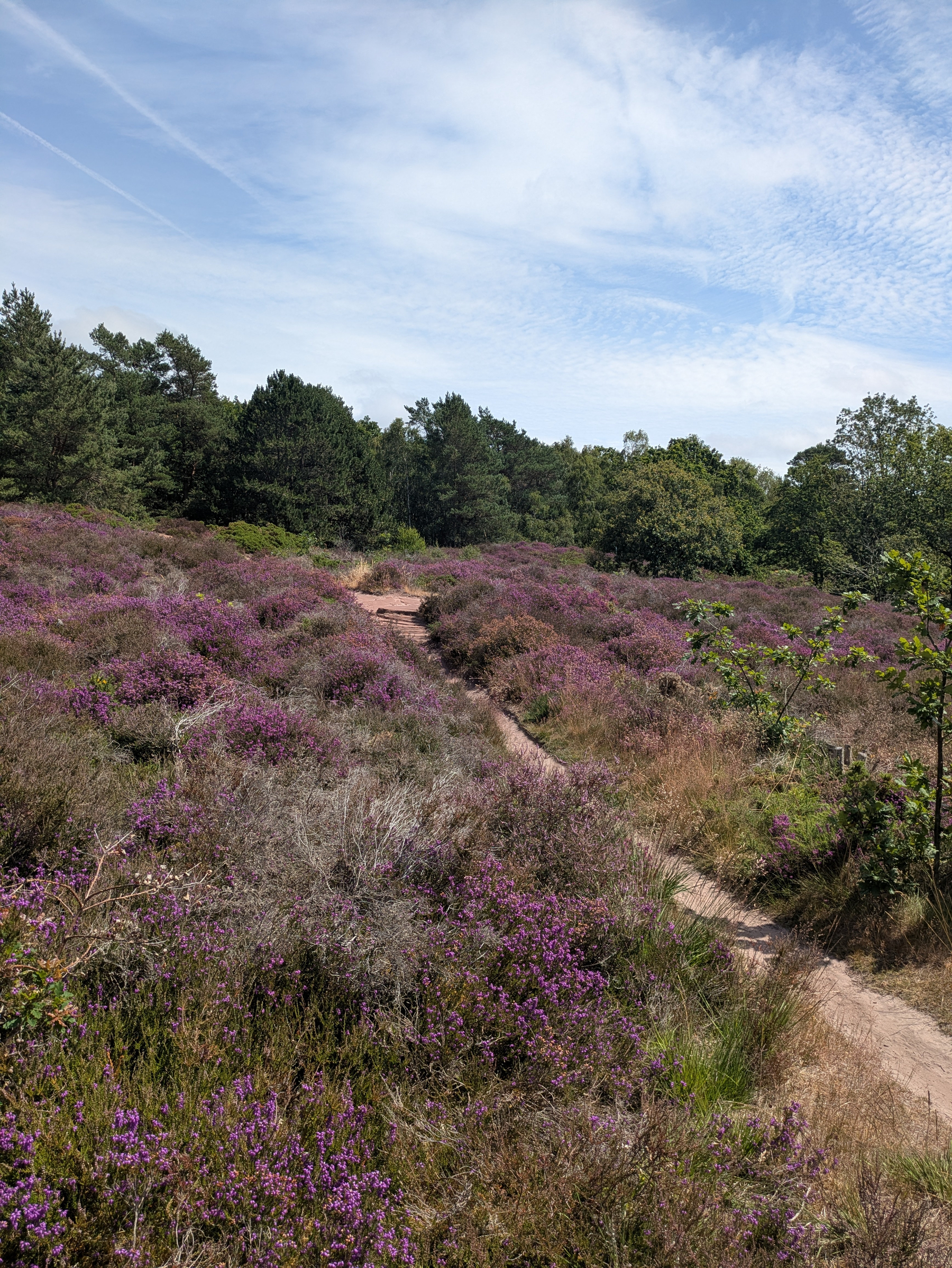 A winding dirt path cuts through a field of purple heather with dense trees in the background under a partly cloudy sky.