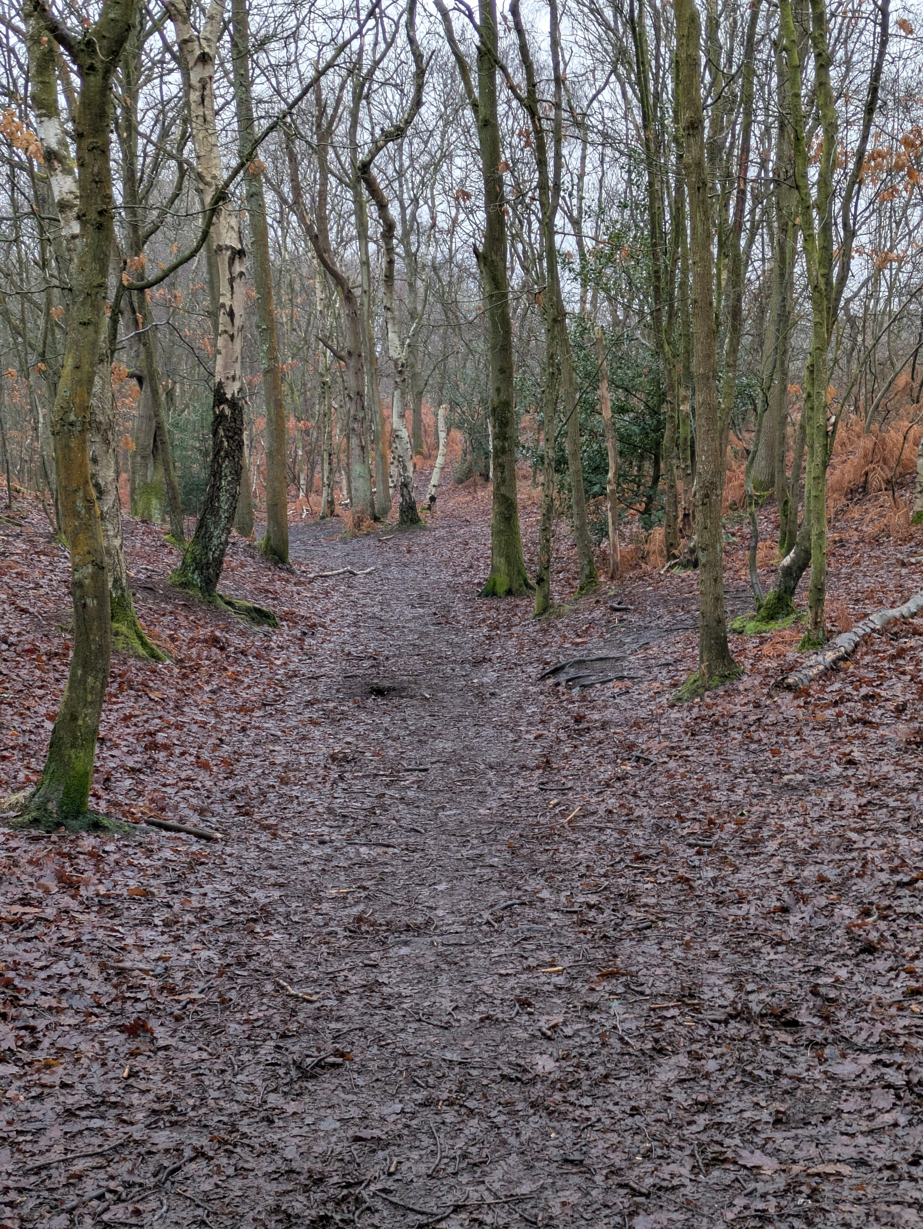 A narrow, leaf-covered path winds through a forest of bare trees on an overcast day.