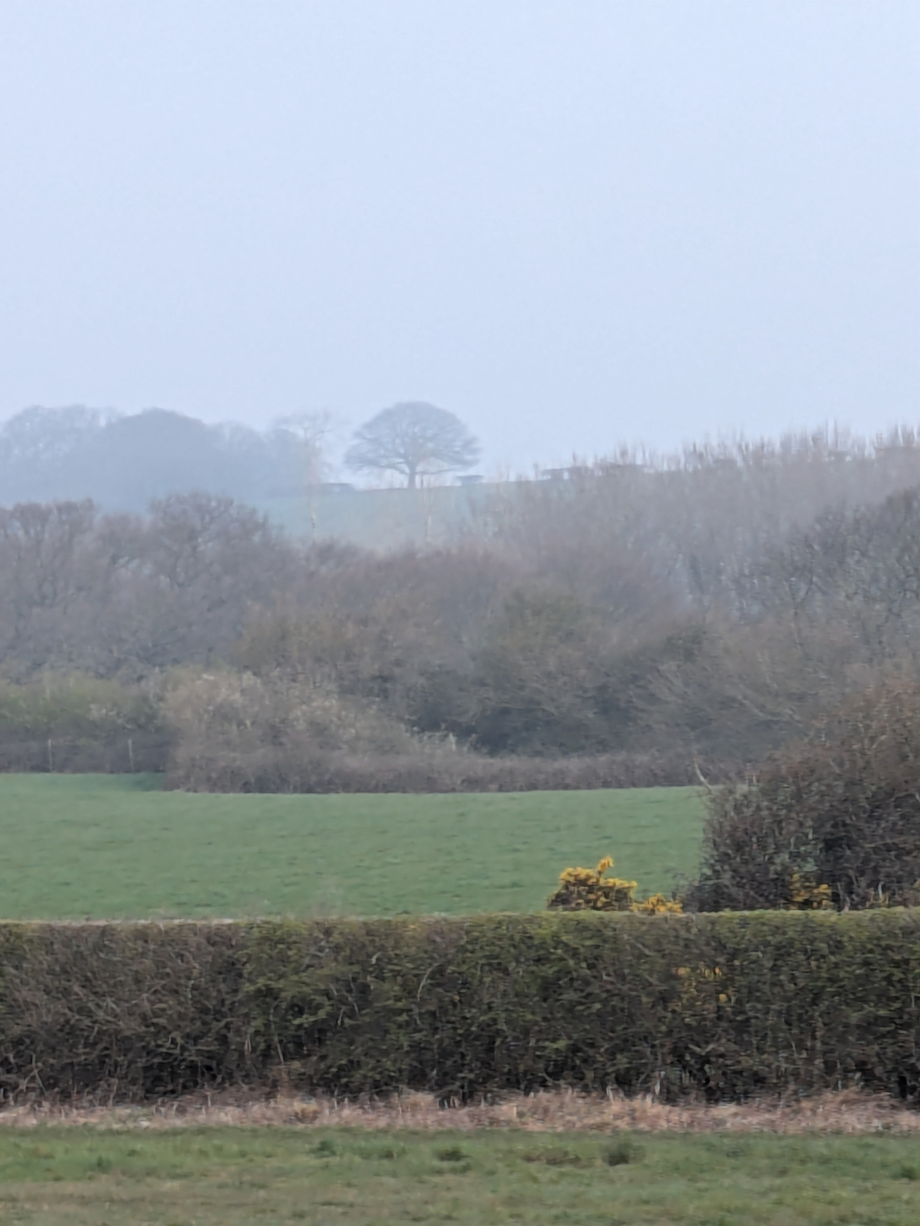 A misty landscape features distant trees on rolling hills, with a green field and hedges in the foreground.