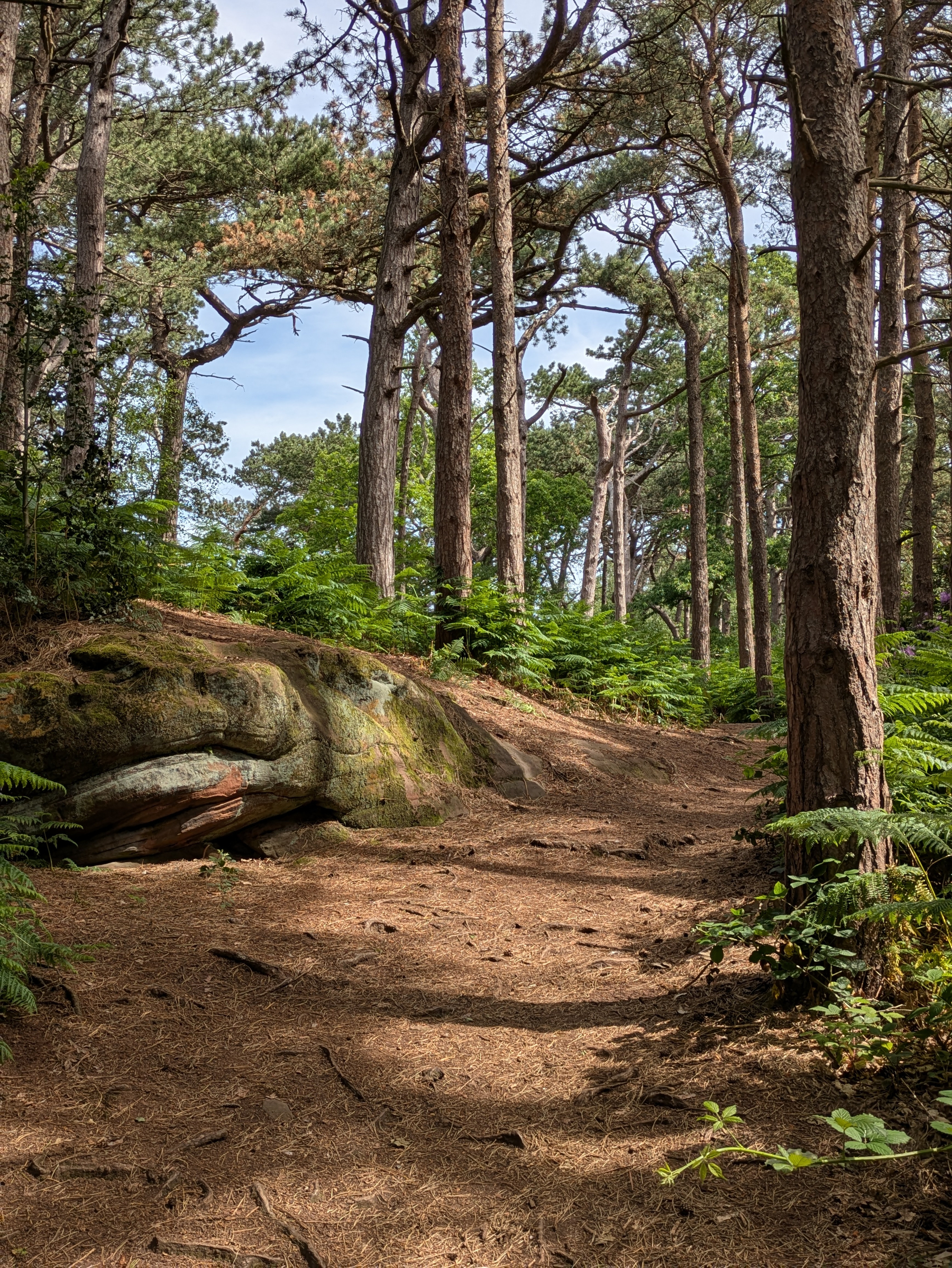 A forest path surrounded by tall trees and abundant ferns weaves through a natural setting with a large rock on one side.