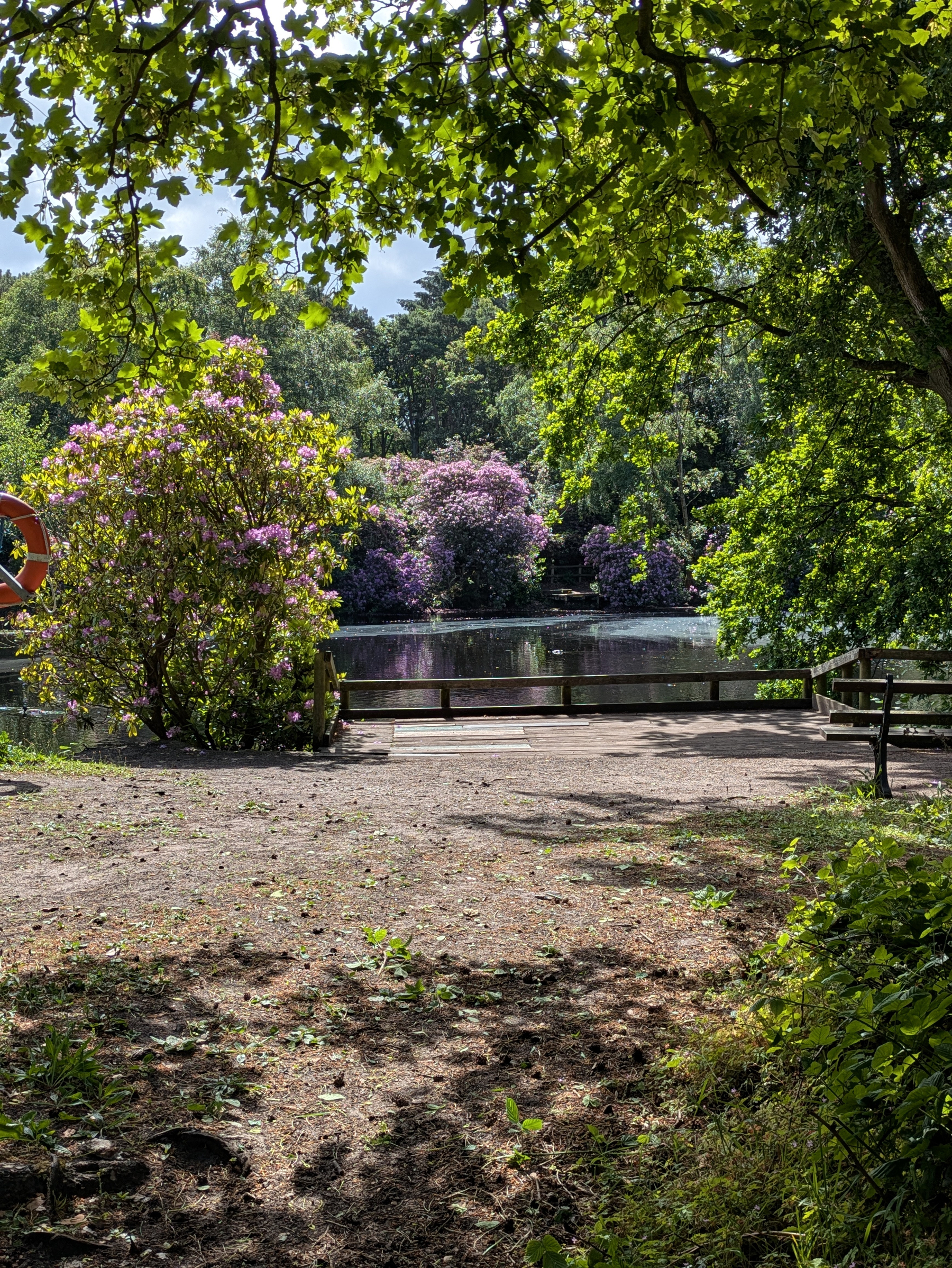A tranquil lakeside view is framed by lush green foliage and vibrant purple flowering bushes under a canopy of trees.