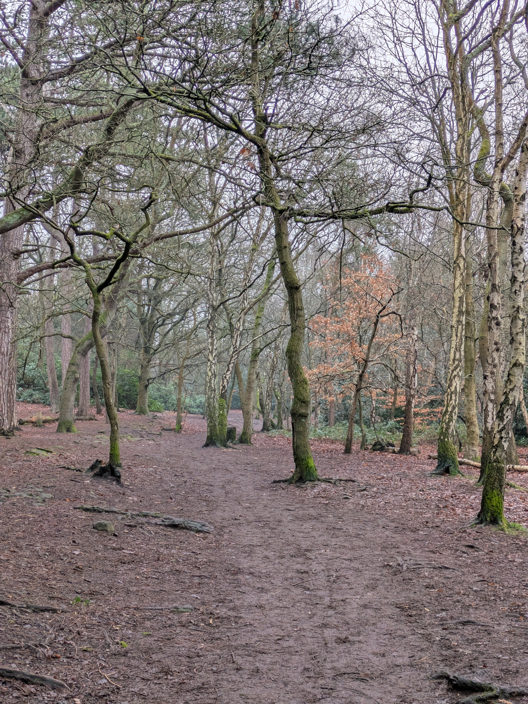 A muddy forest path winds through bare trees on a cloudy day.