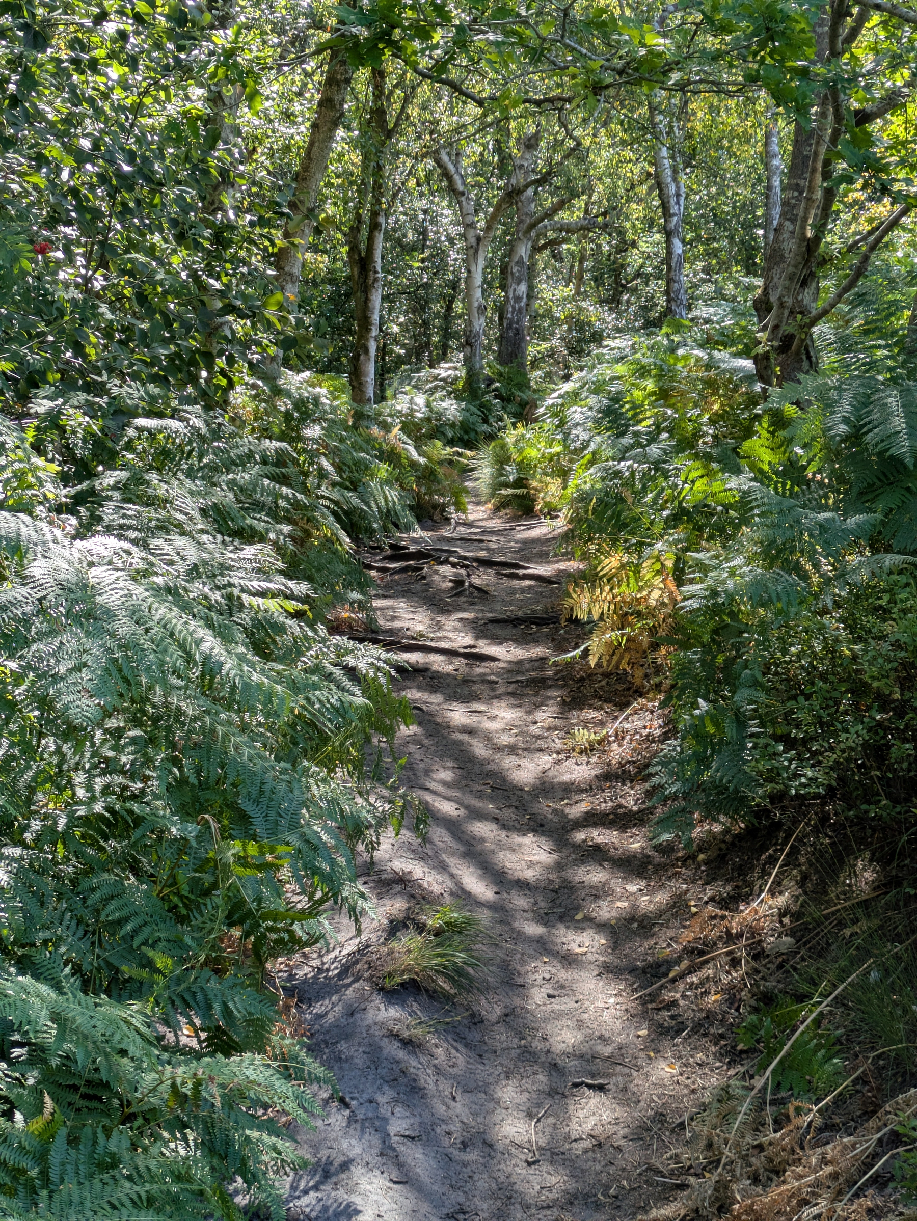 A narrow dirt path winds through a lush, green forest filled with ferns and tall trees.