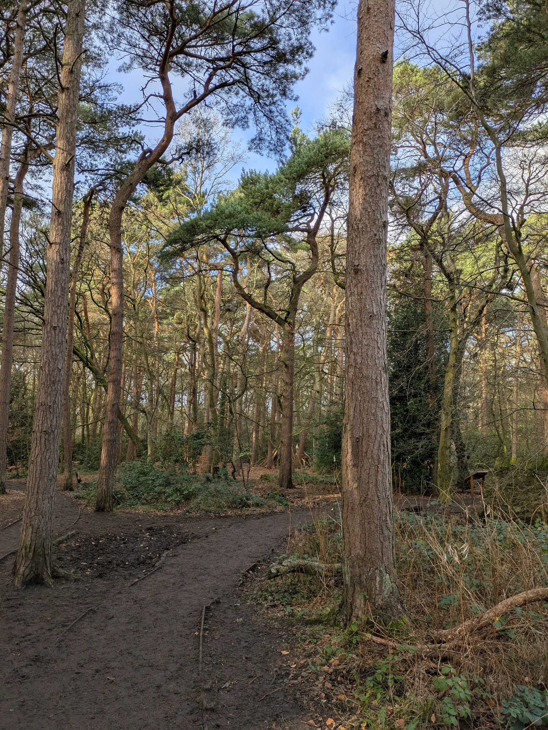 A forest landscape featuring tall, slender trees with a winding dirt path beneath a partly cloudy sky.