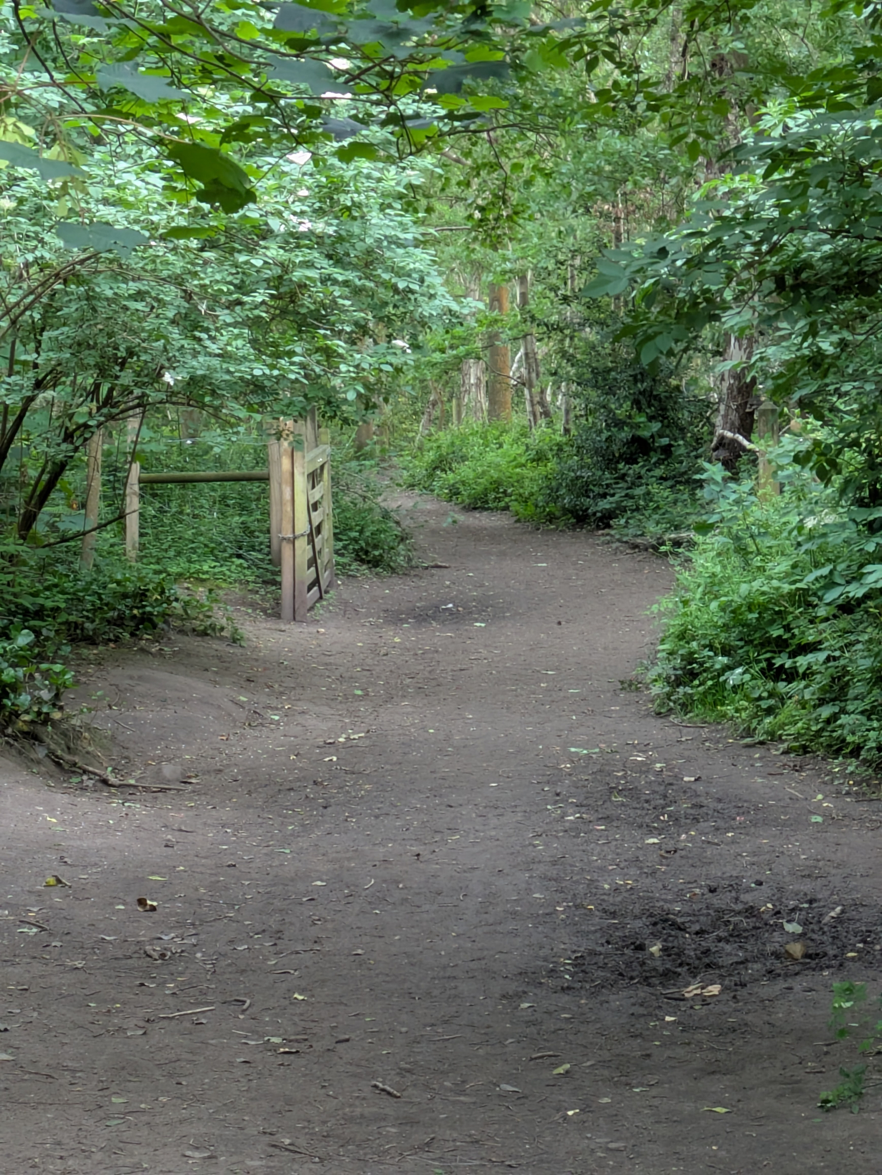 A dirt path winds through a lush, green wooded area with a wooden gate on the side.