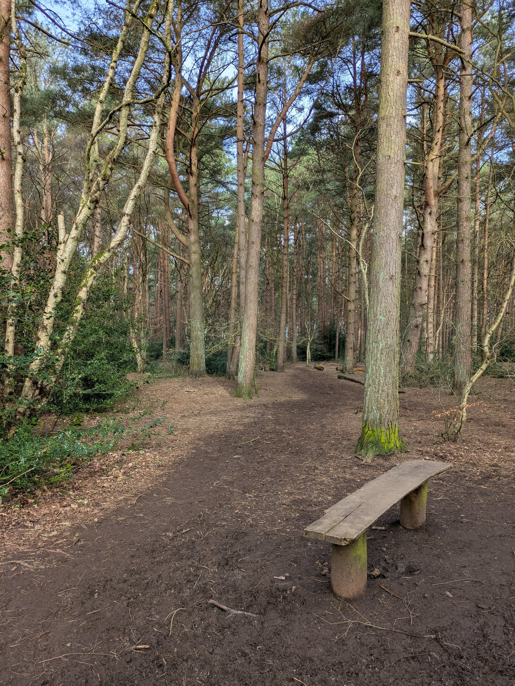 A peaceful wooded path with a rustic wooden bench surrounded by tall trees.