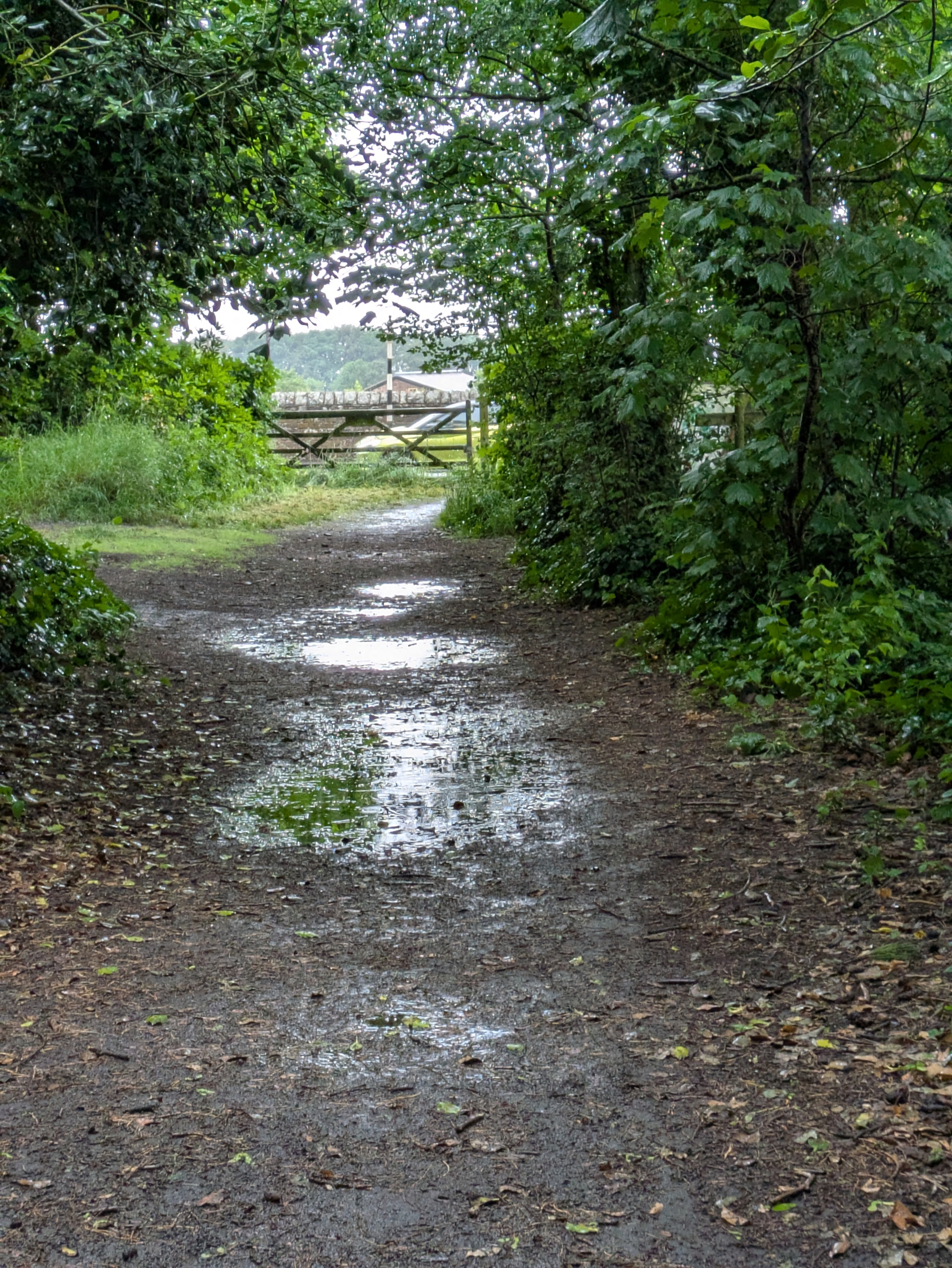 A muddy forest path is lined with trees and has puddles, leading towards a wooden gate in the background.