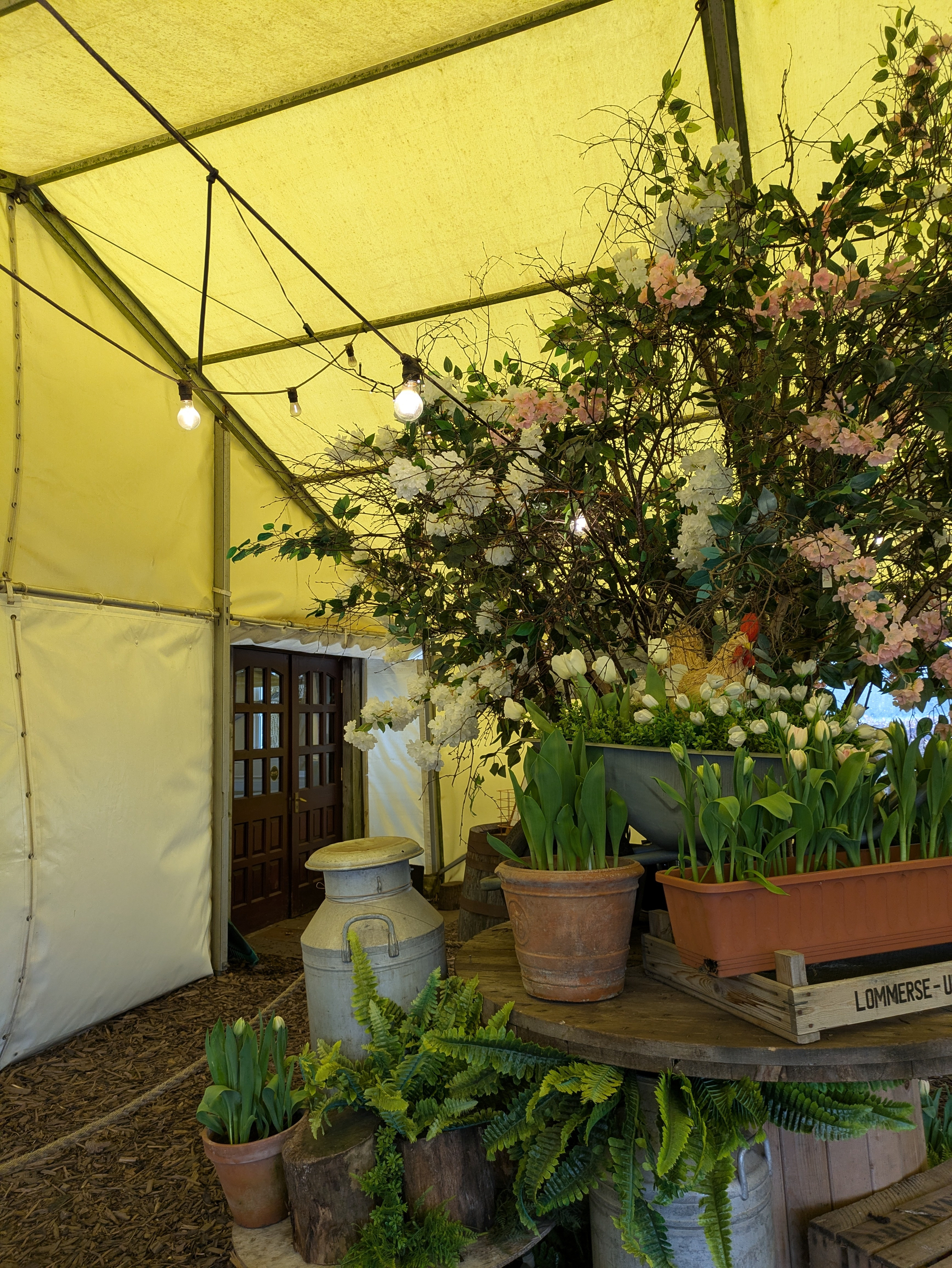 Inside a warmly lit tent, there is a display of various potted plants and flowers, including tulips and ferns, arranged on wooden surfaces near a wooden door.