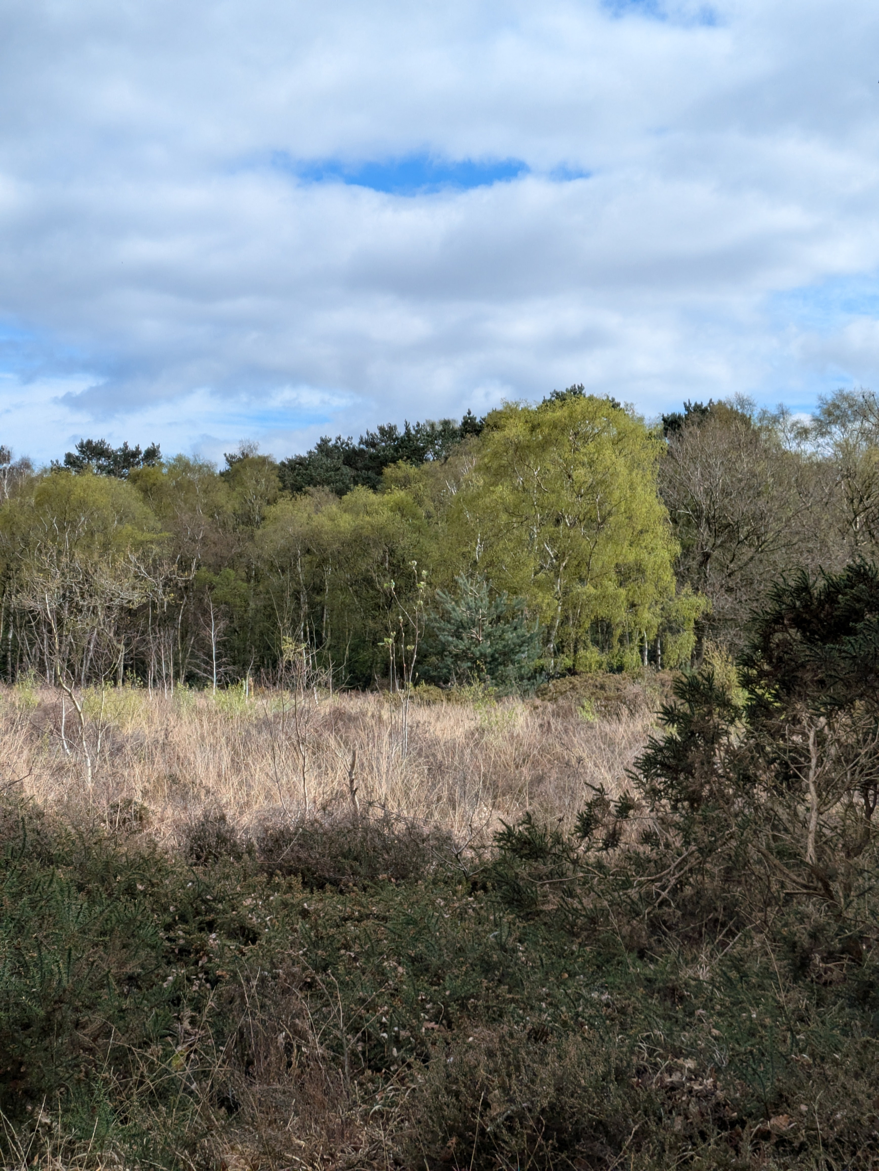 A serene landscape features a mix of grassland and lush, leafy trees under a partly cloudy sky.