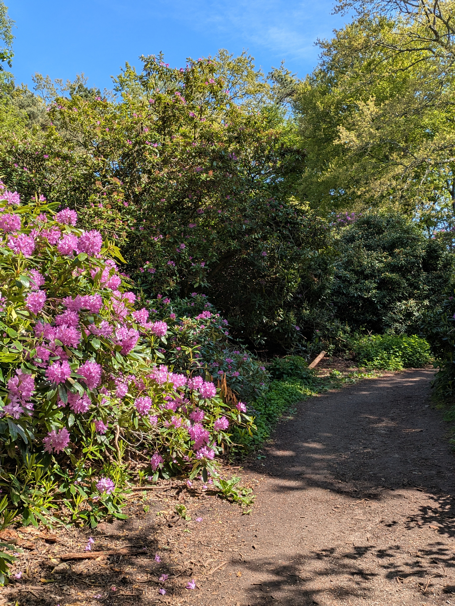 A dirt path winds through a lush garden filled with blooming pink flowers and green foliage under a clear blue sky.