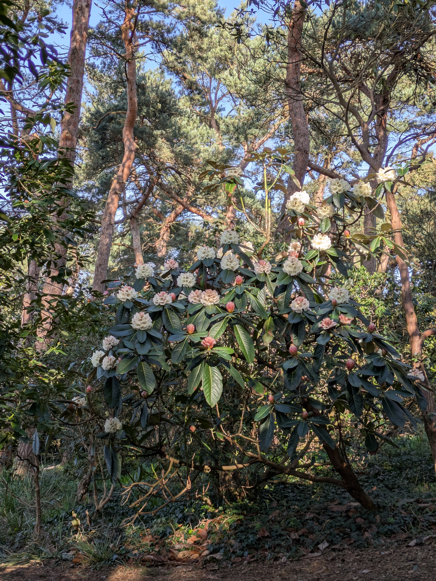A flowering rhododendron bush is surrounded by tall trees in a forest setting.