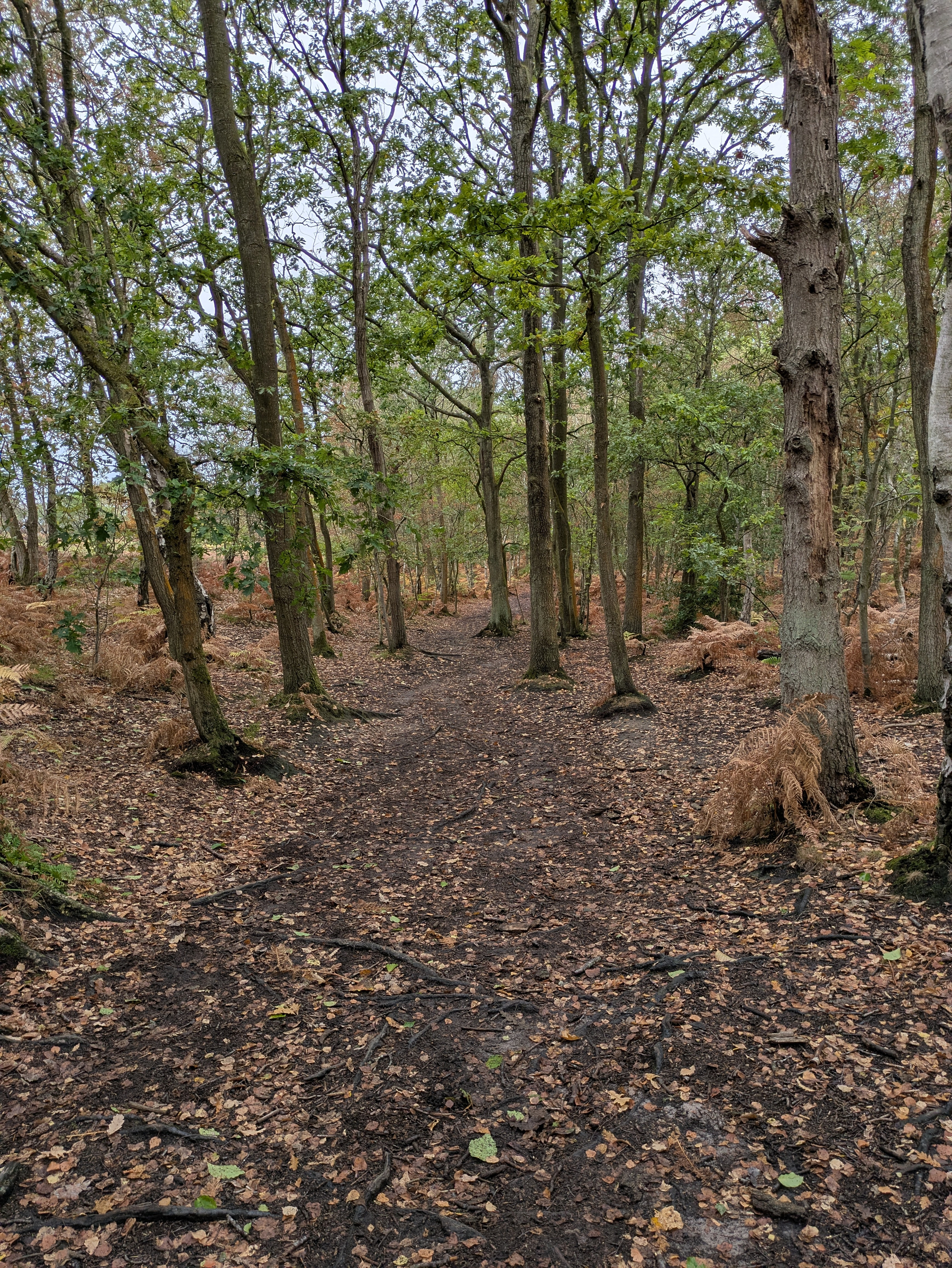 A peaceful forest path covered with fallen leaves winds through tall trees with green and brown foliage.