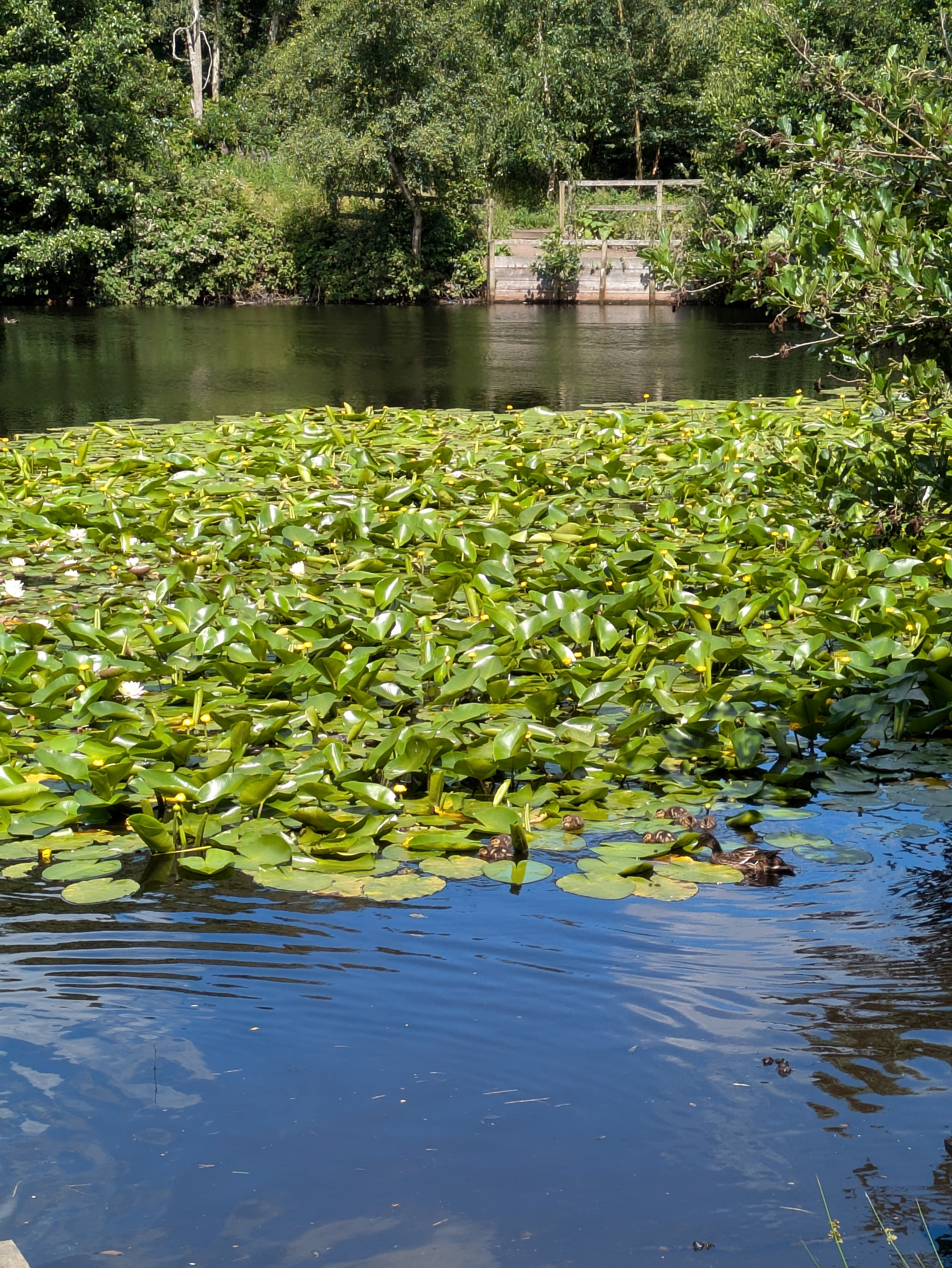 A pond covered with lily pads is surrounded by lush greenery, with a wooden structure visible on the opposite side. Ducklings in the foreground. 