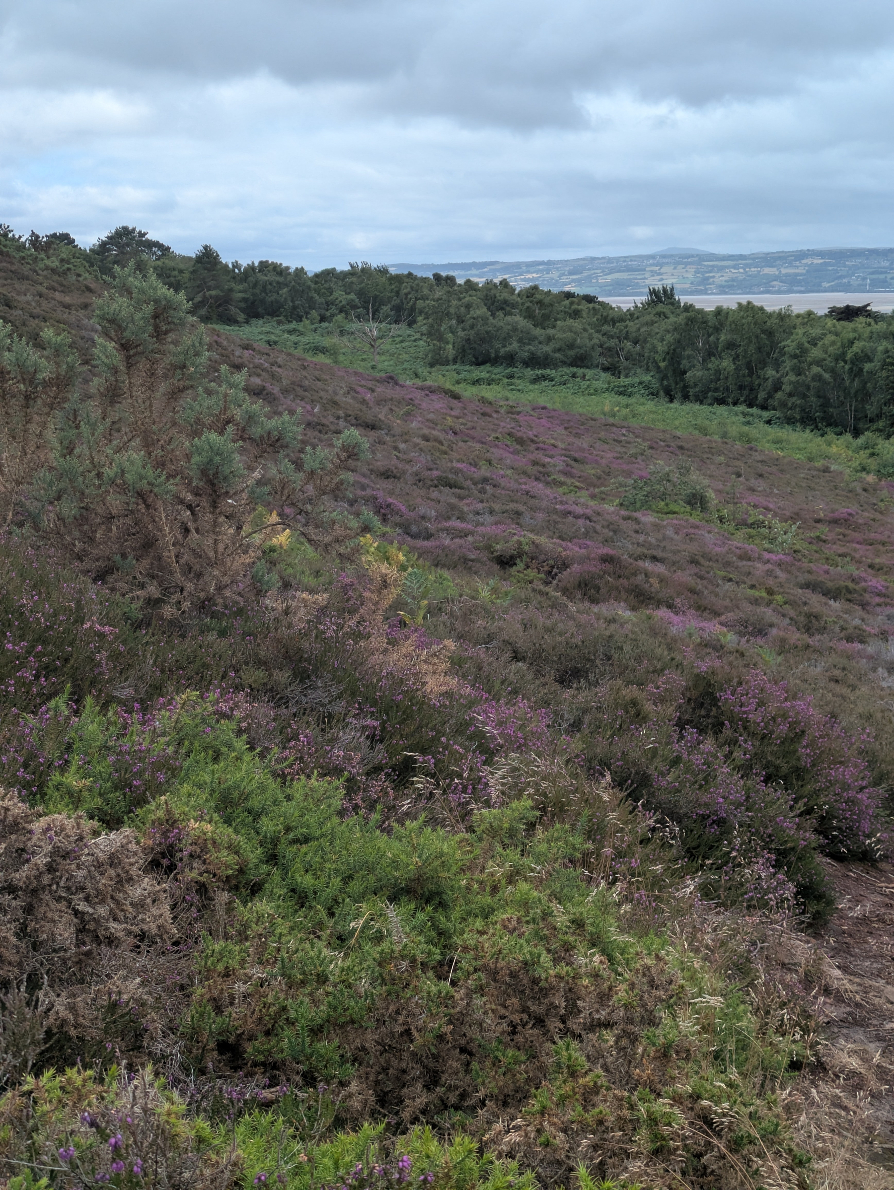 A hillside covered in green and purple vegetation, including heather, with trees in the background under a cloudy sky.