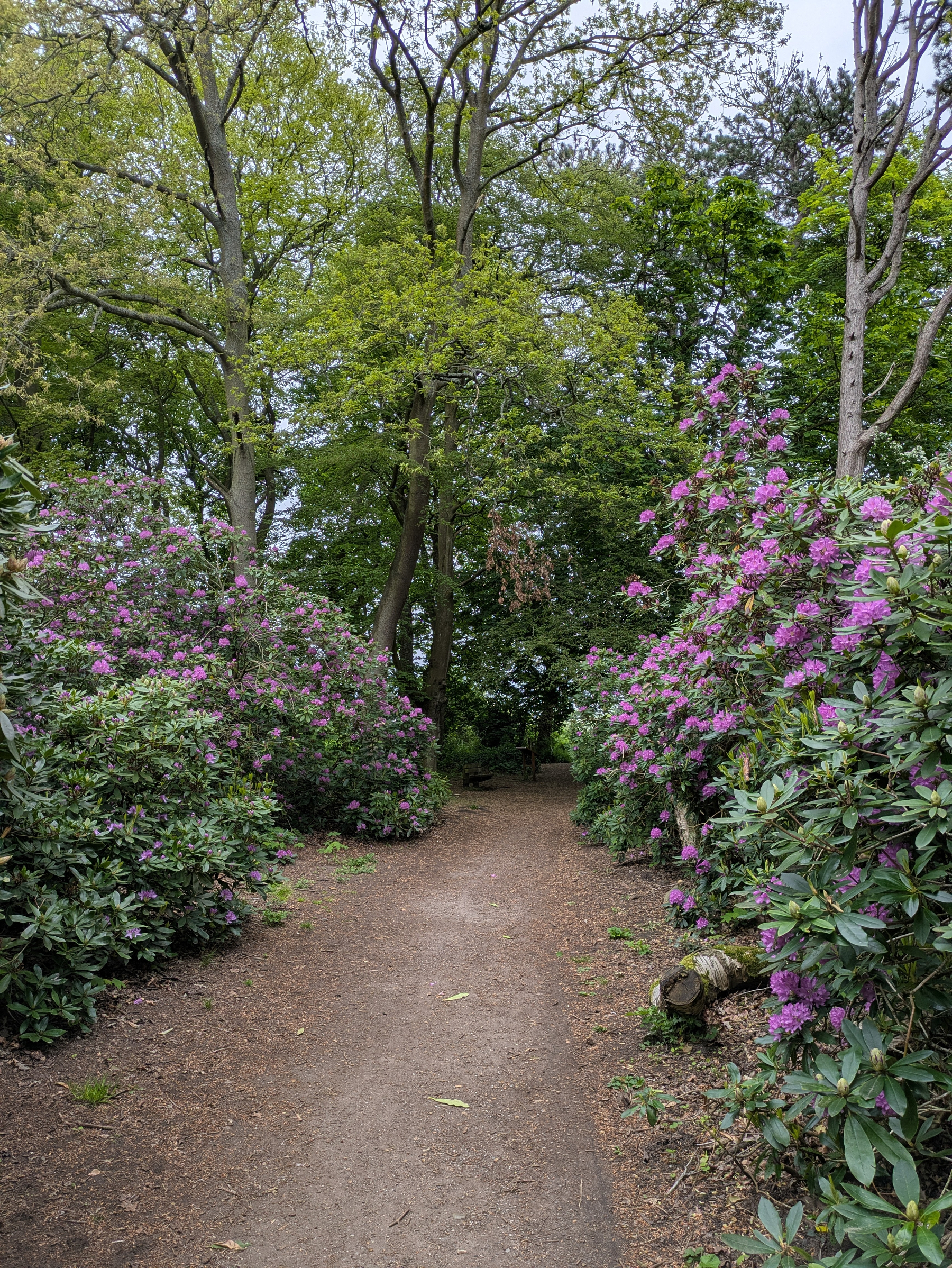 A dirt path is surrounded by lush greenery and vibrant bushes of pink and purple flowers, leading into a forested area.