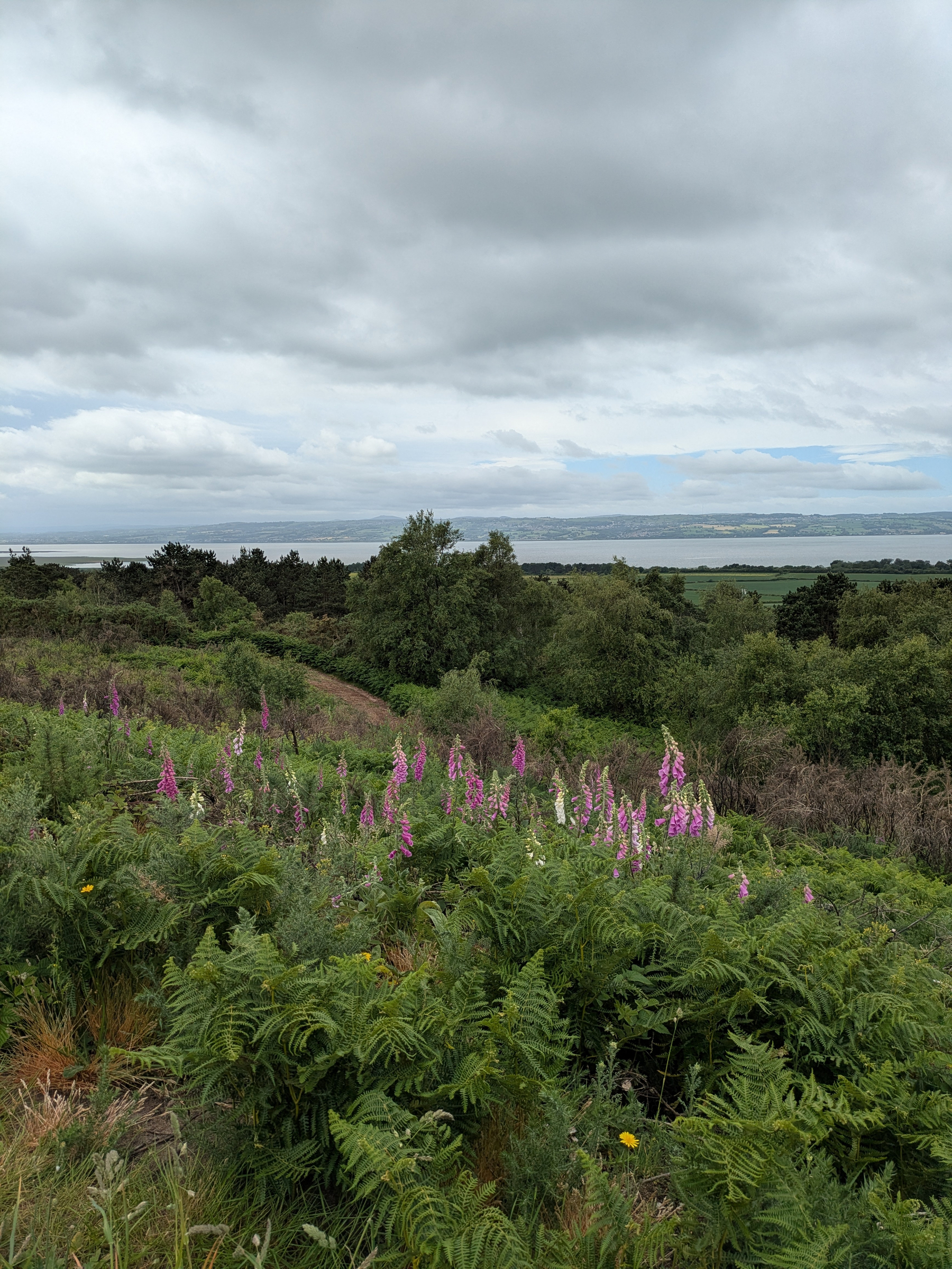 A scenic landscape features lush green vegetation, tall purple flowers, and a distant view of a body of water beneath a cloudy sky.