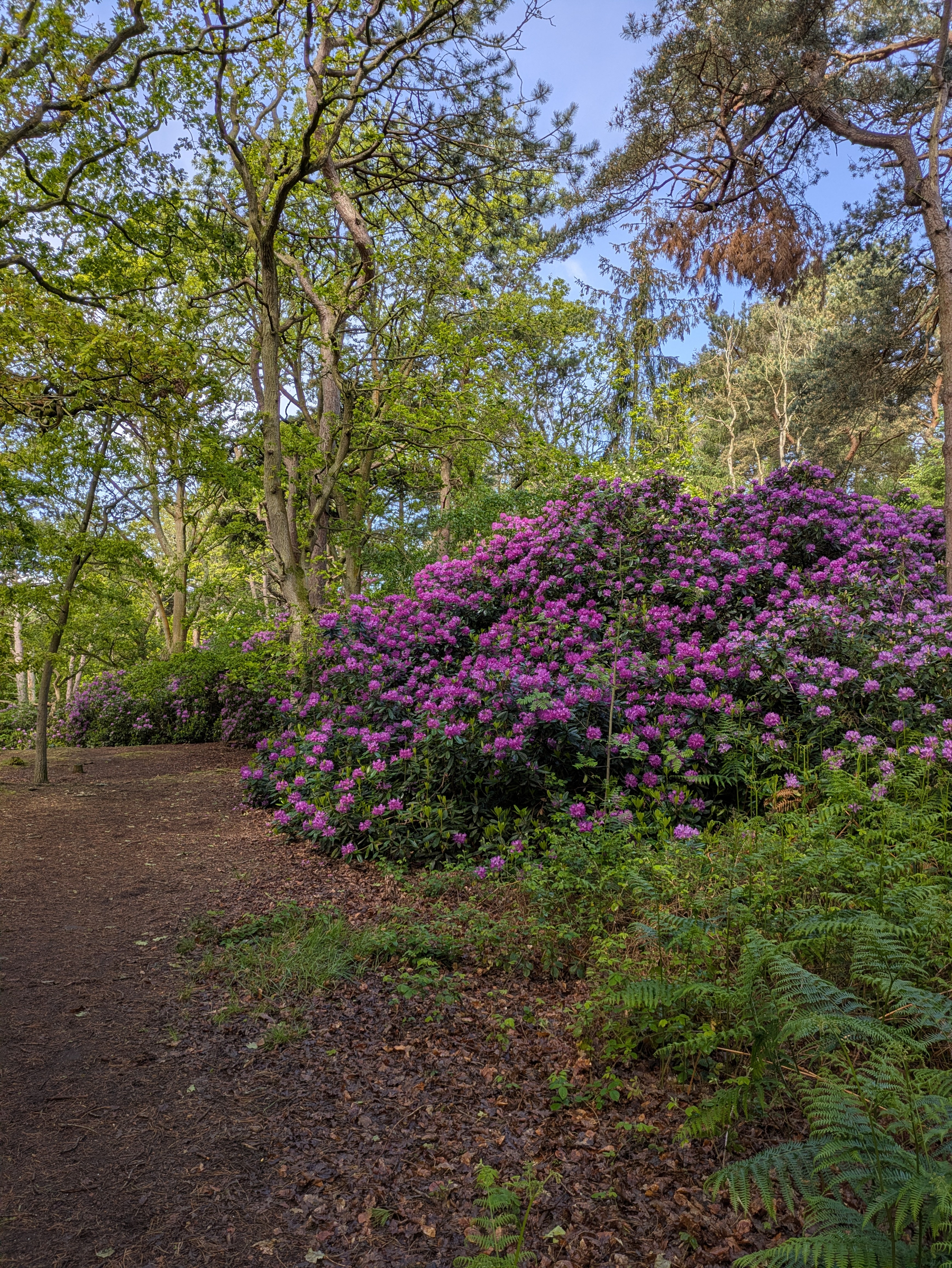 A forest path is lined with vibrant purple rhododendron bushes and surrounded by lush green trees.