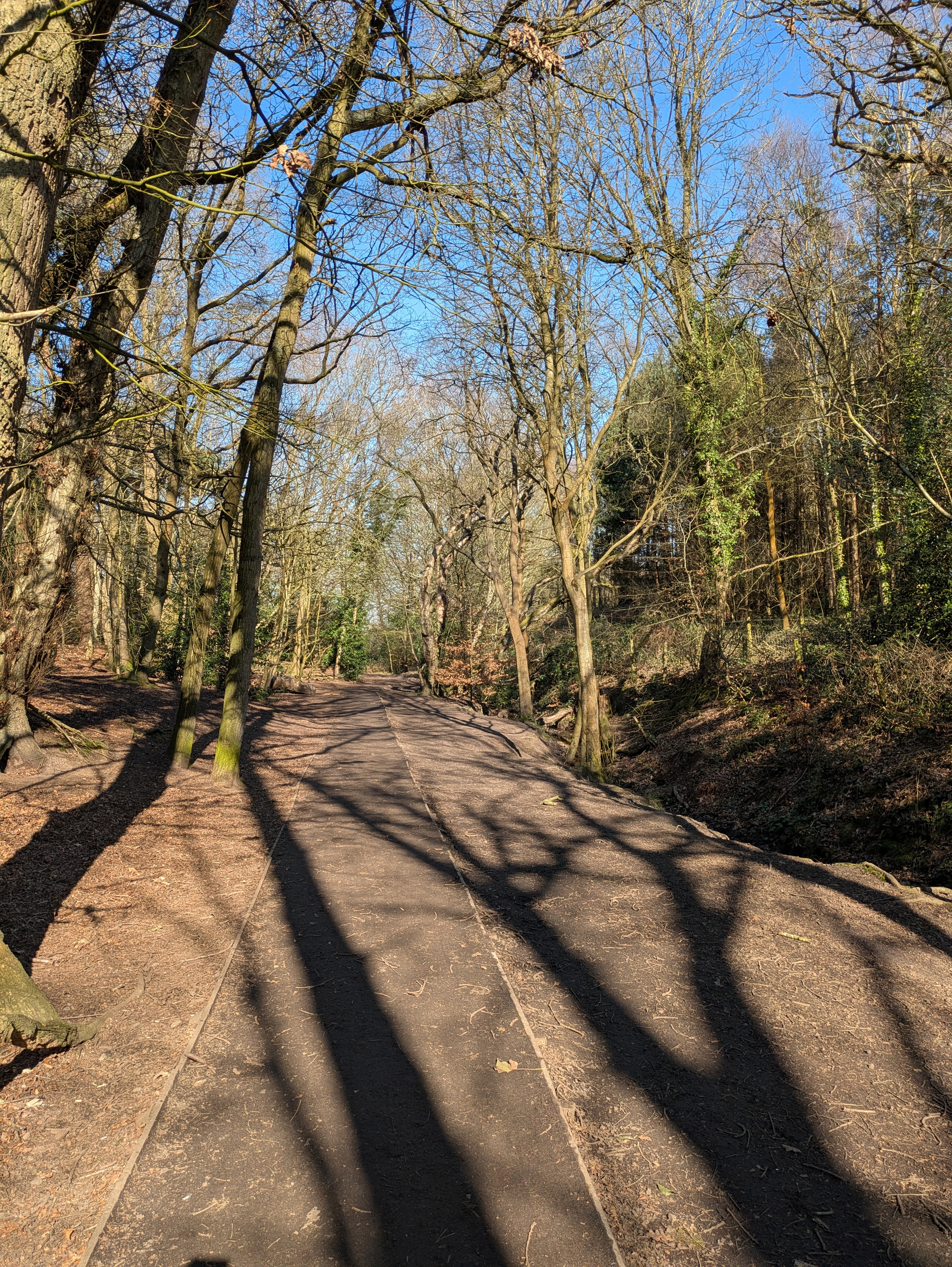 A sunlit path meanders through a forest with tall, leafless trees casting shadows on the ground.