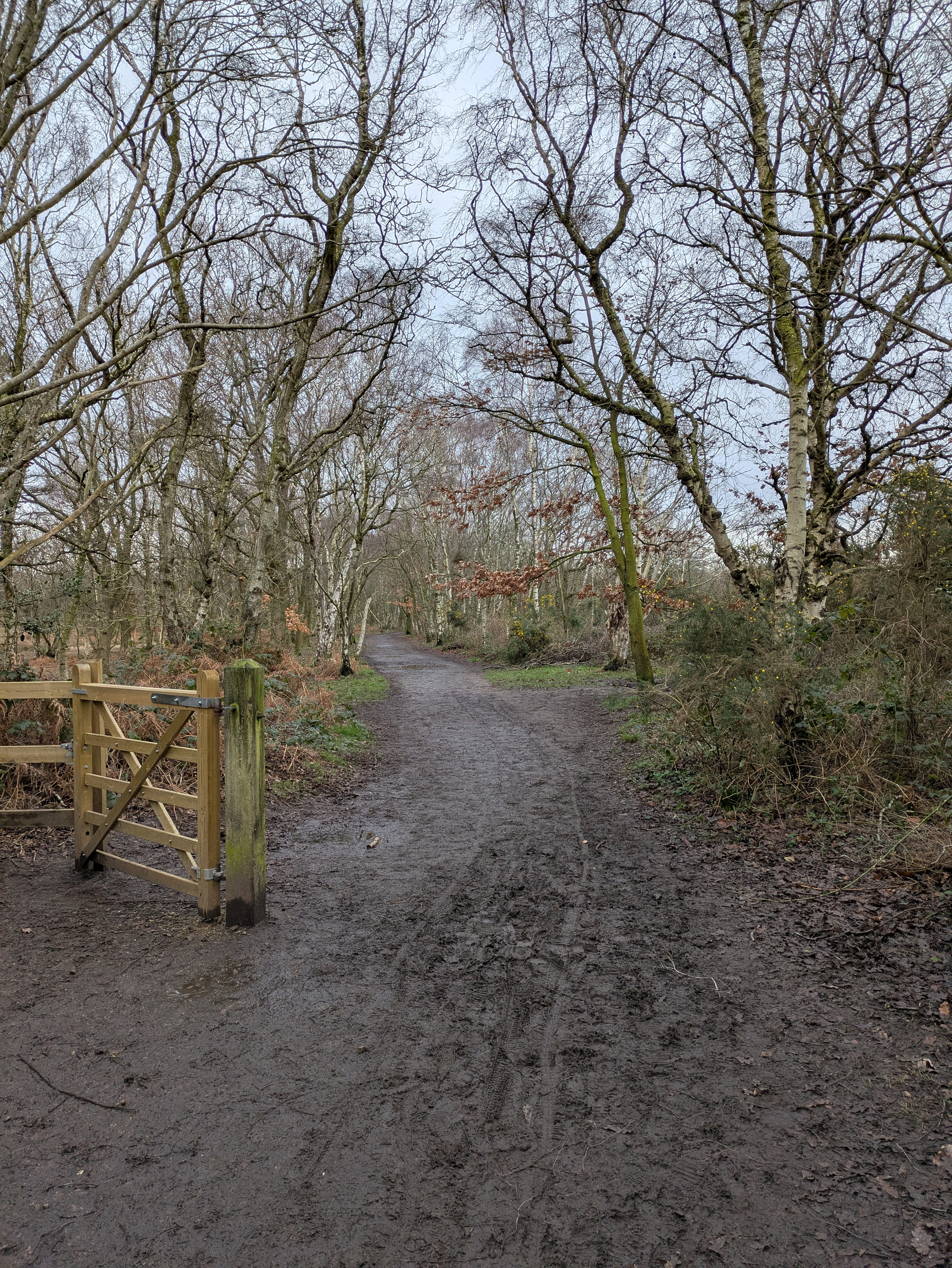 A muddy path winds through a leafless forest with a wooden gate on the left.