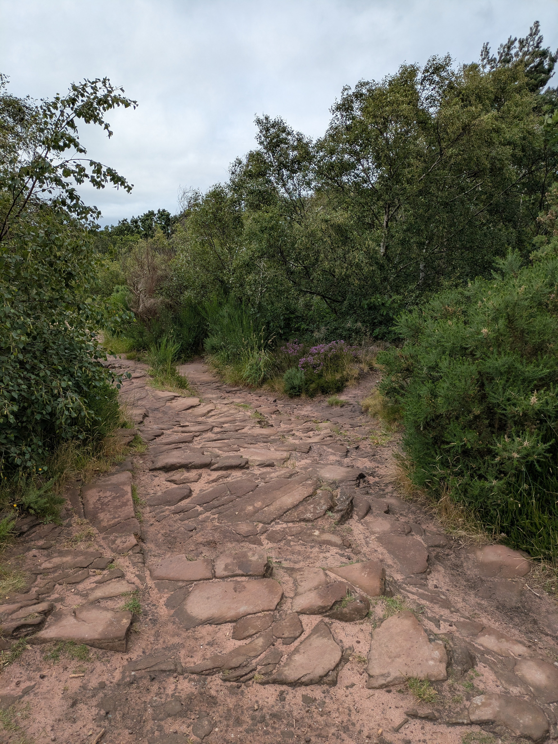 A rocky path winds through lush greenery and tall trees.