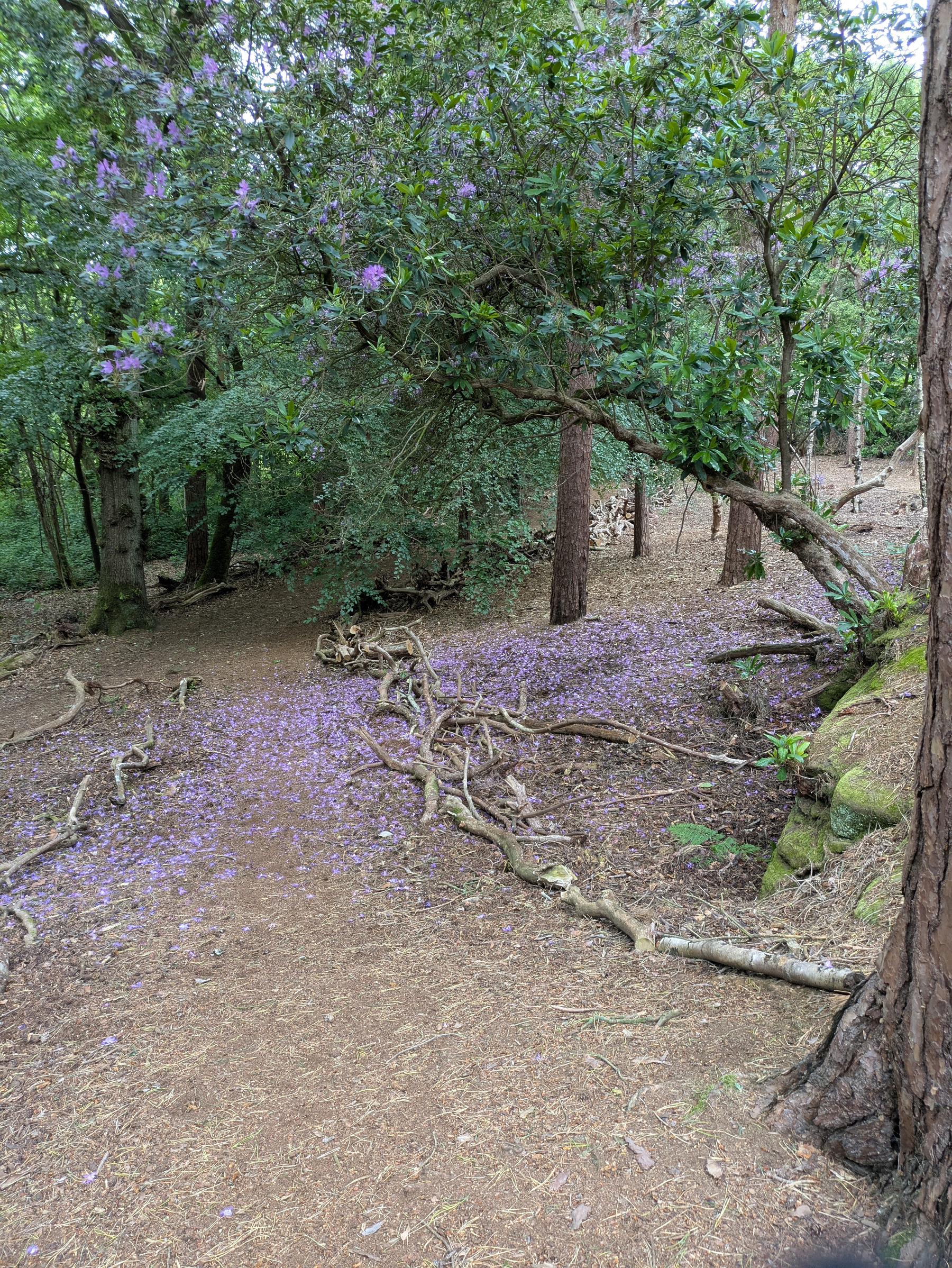 A forest path is covered with fallen purple flowers surrounded by trees.