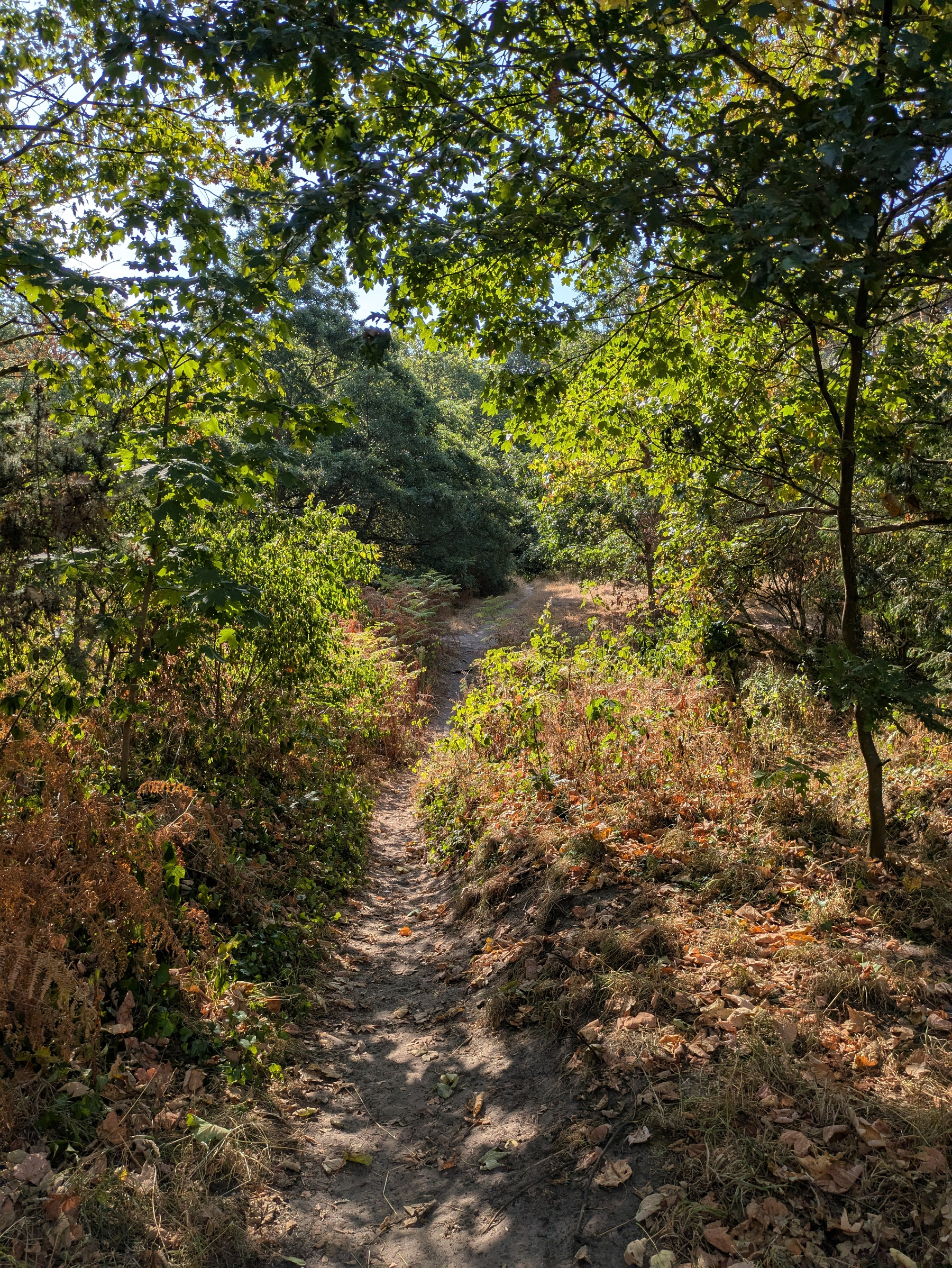 A narrow dirt path winds through a sunlit forest with green and brown foliage on either side.
