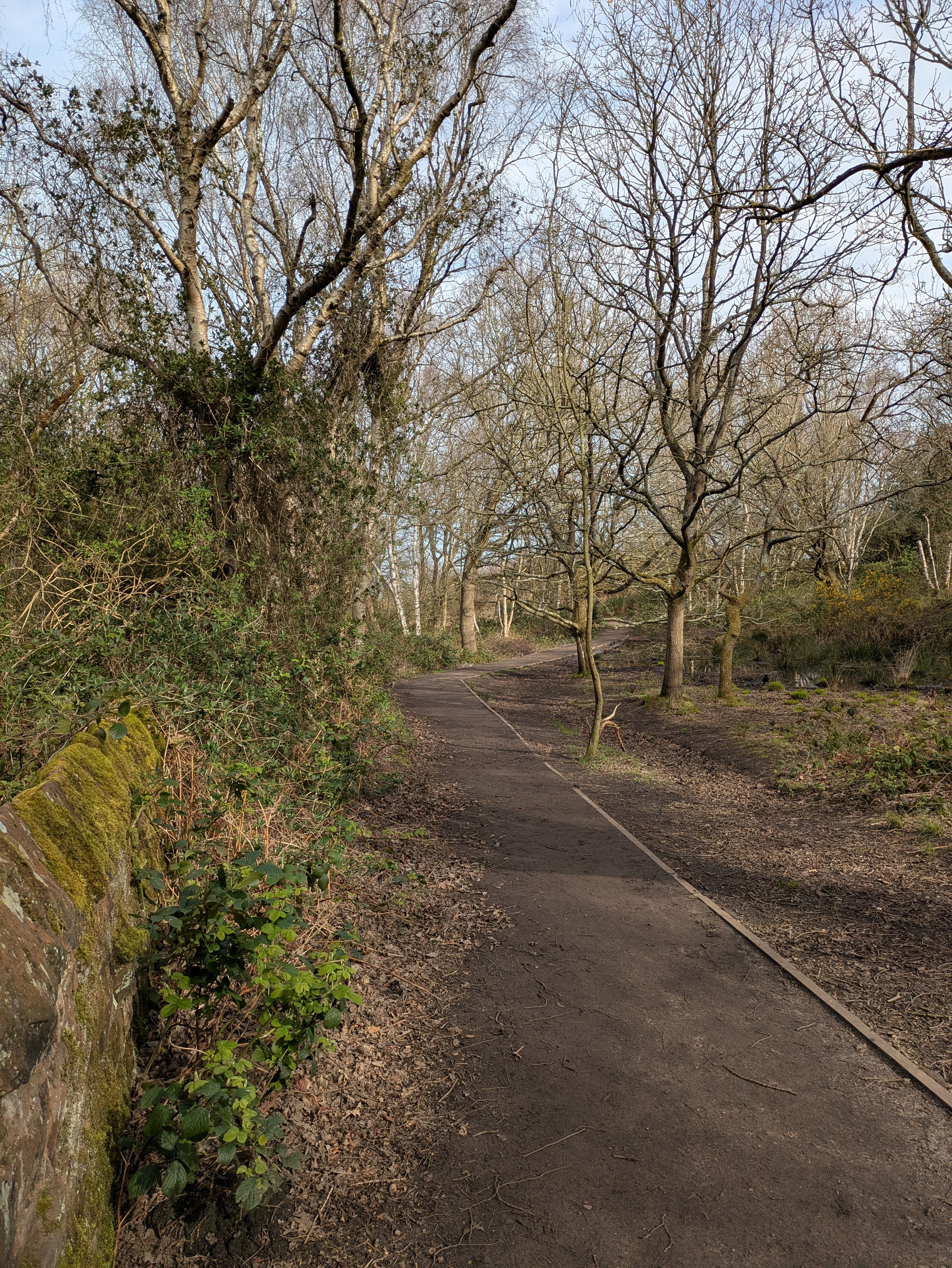 A dirt path winds through a forest with bare trees and some greenery.
